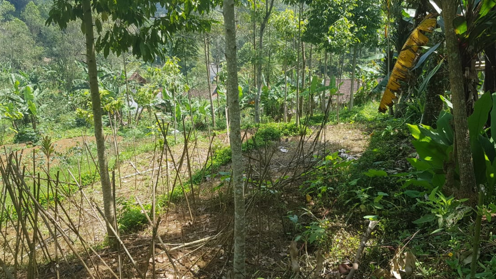 Tanah Sawah Siap Tanam Harga Murah di Pasirjambu Kab. Bandung