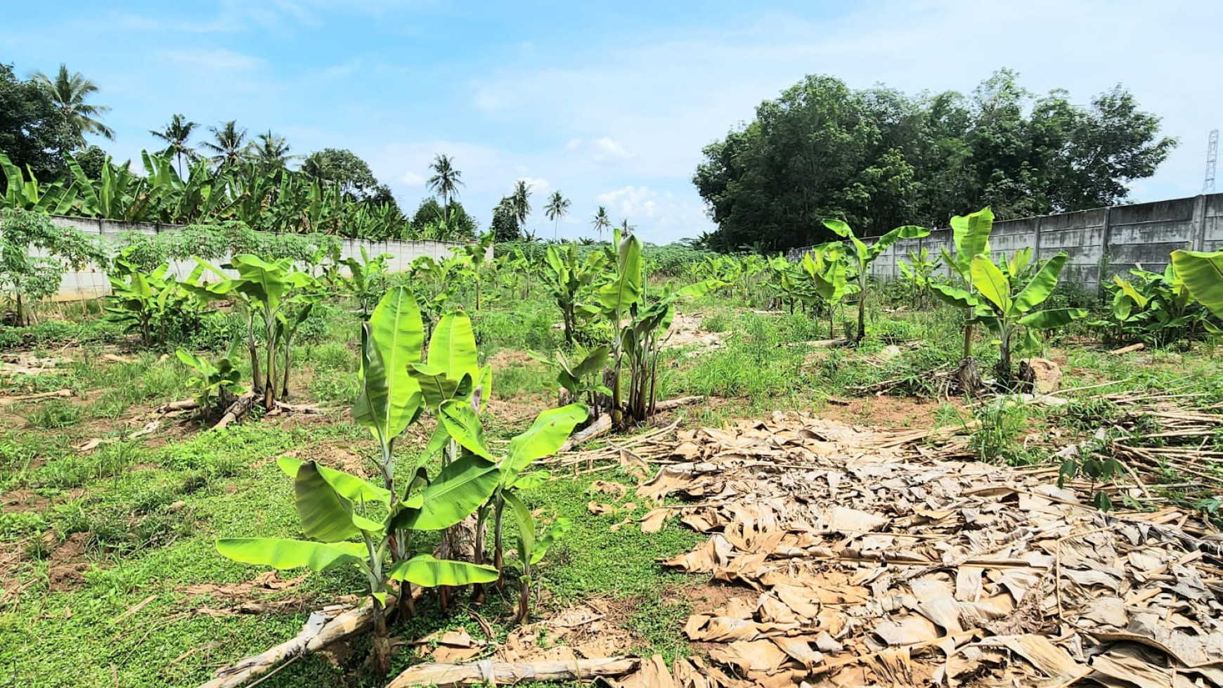 Dijual Tanah Tegineneng, Pesawaran Lampung