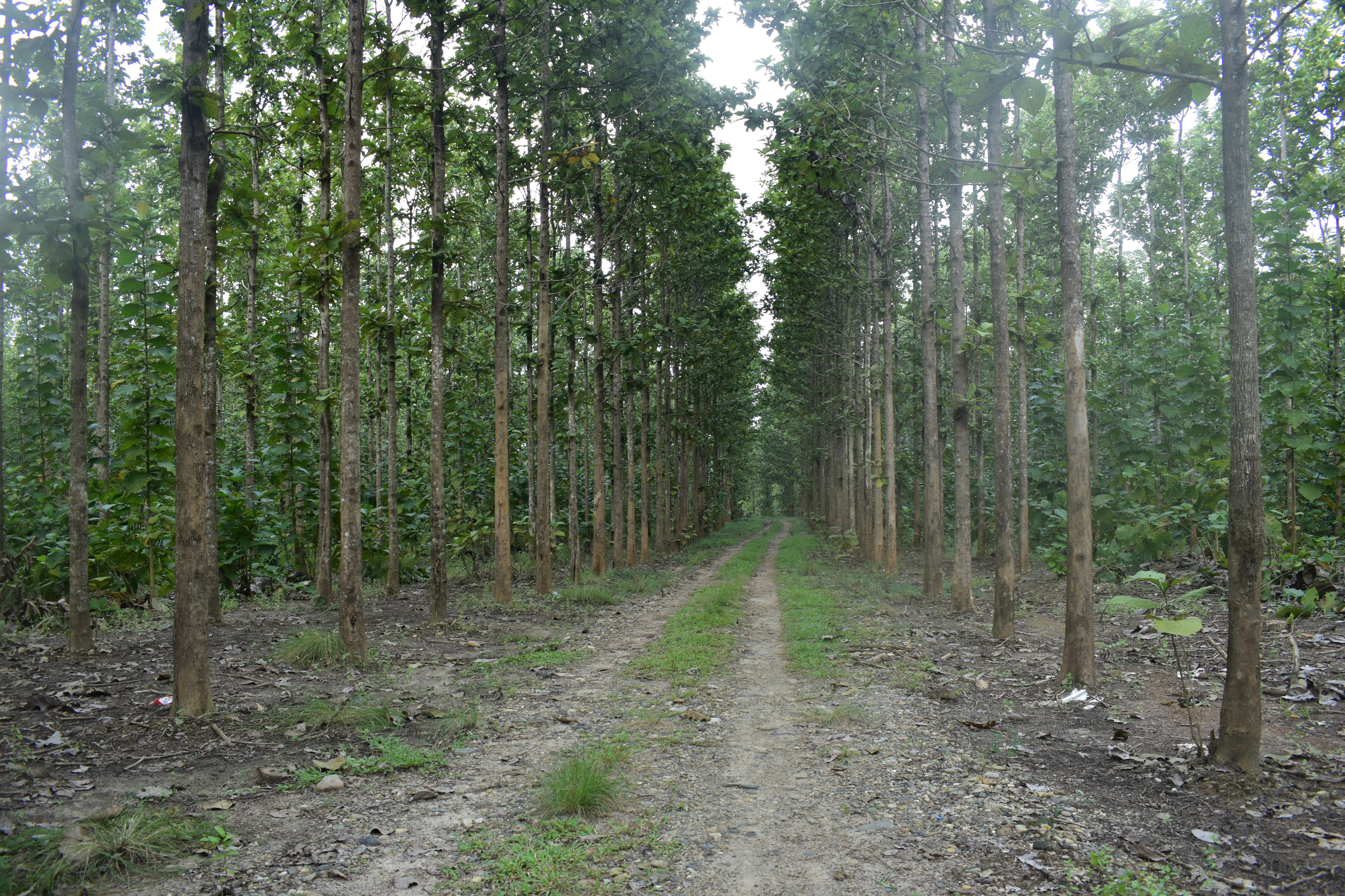 Dijual Kebun Jati Natar