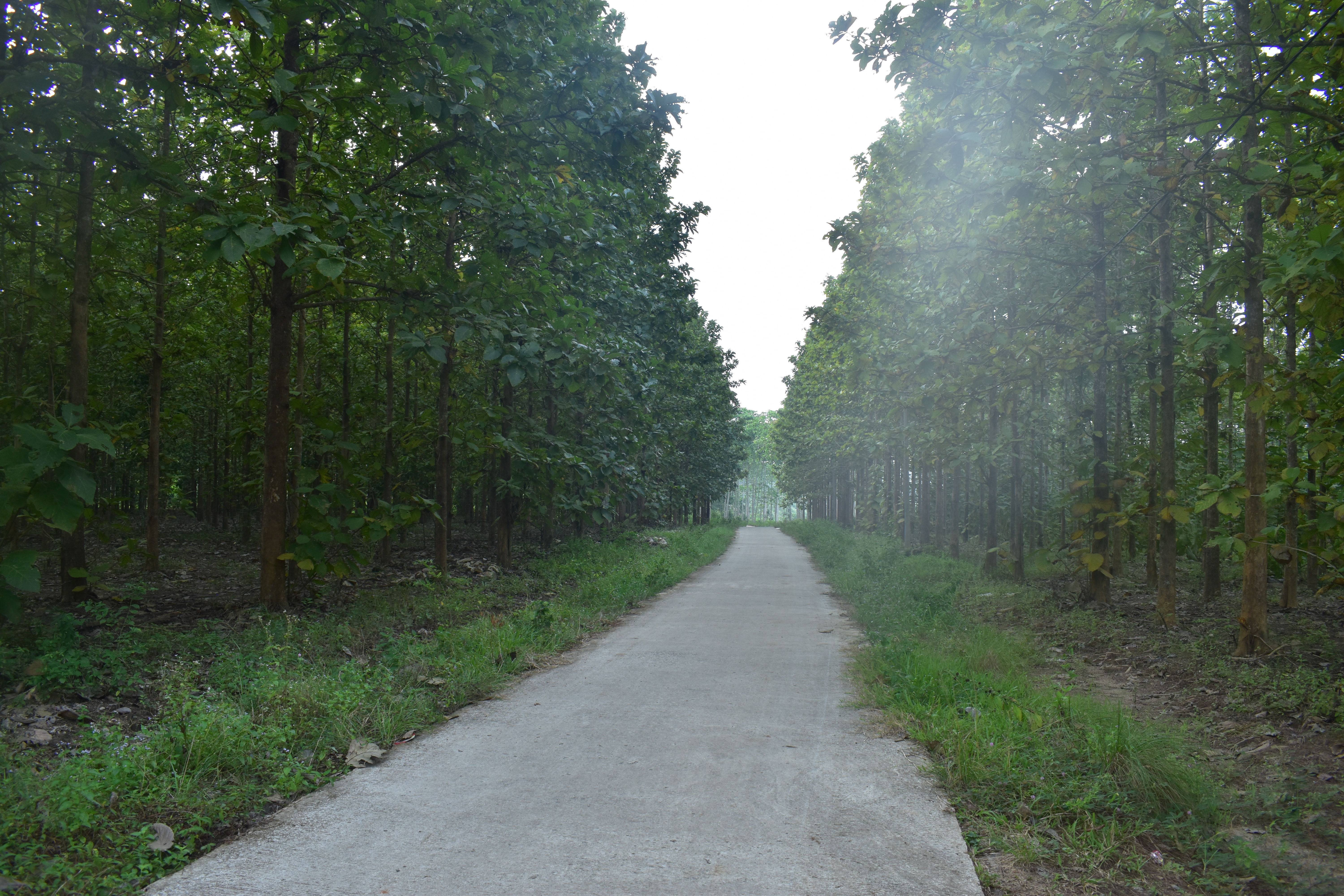 Dijual Kebun Jati Natar