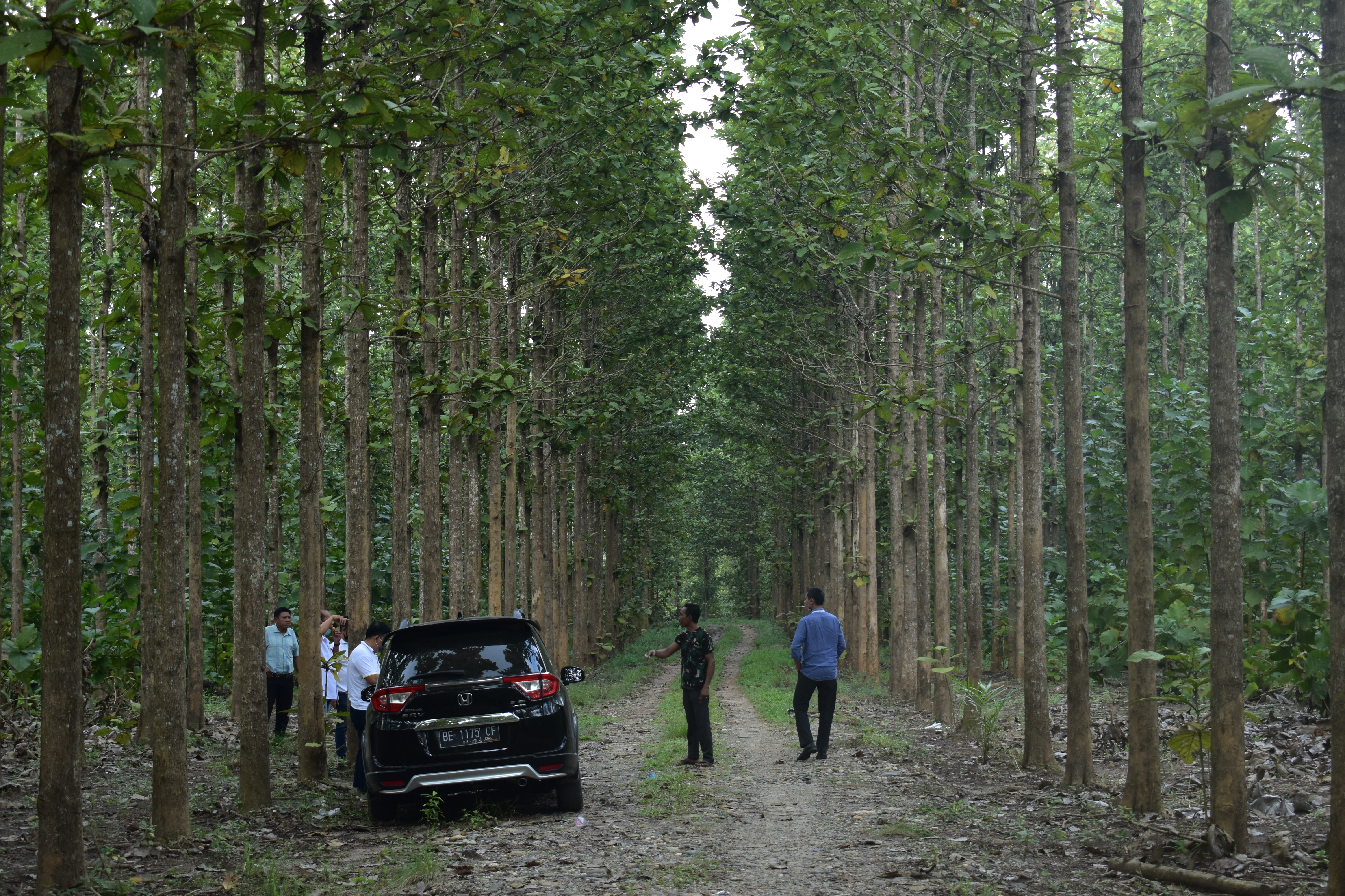 Dijual Kebun Jati Natar