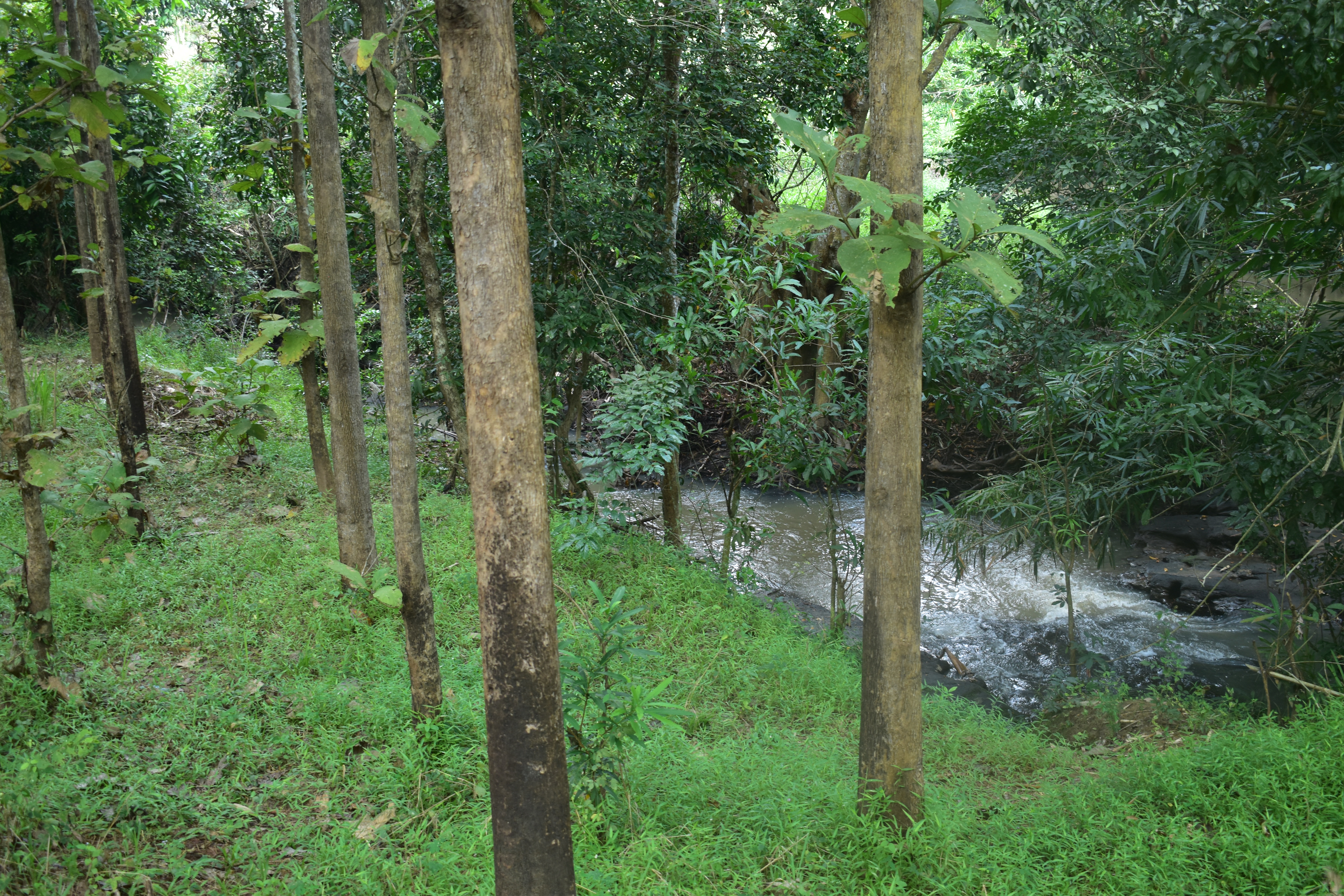 Dijual Kebun Jati Natar