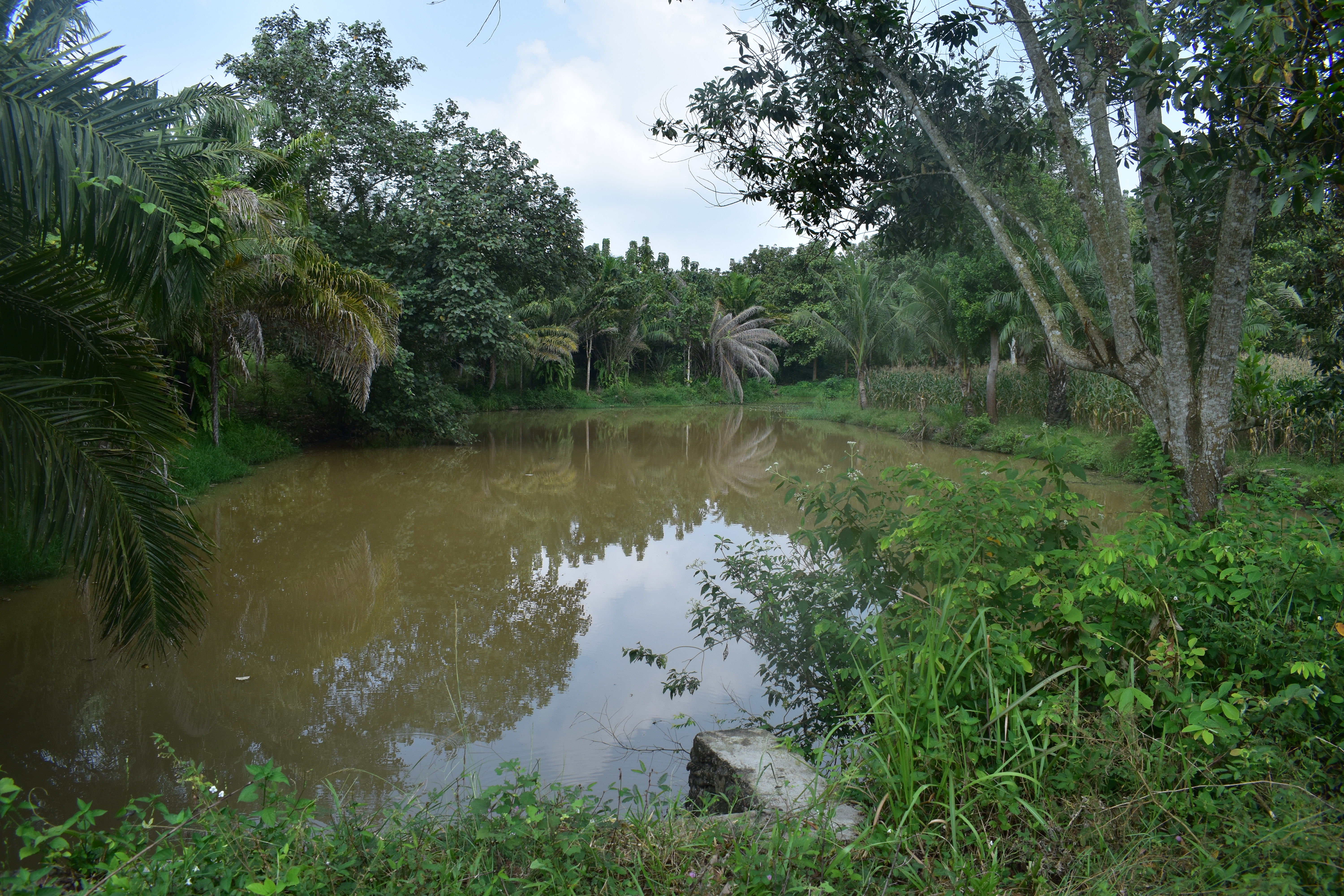 Dijual Kebun Jati Natar