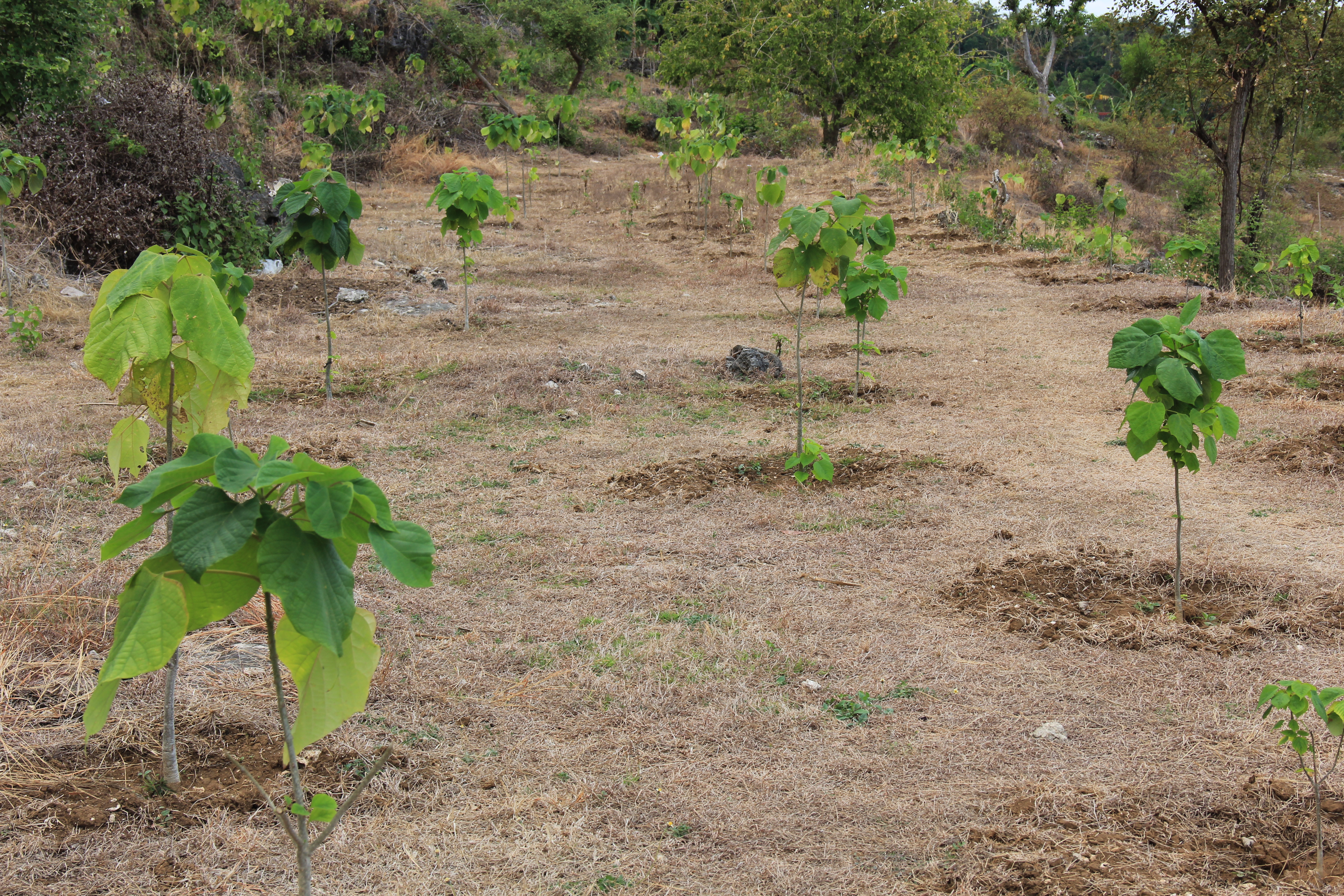  Freehold Land In Toya Pakeh Nusa Penida