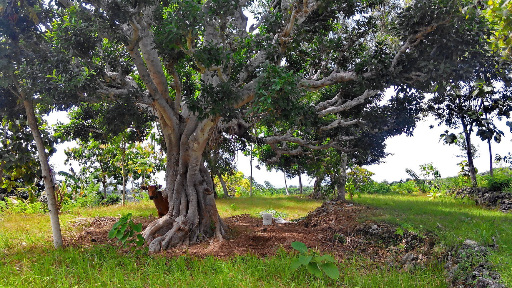 9000 Sqm Land Freehold In Kutampi Kaler Nusa Penida