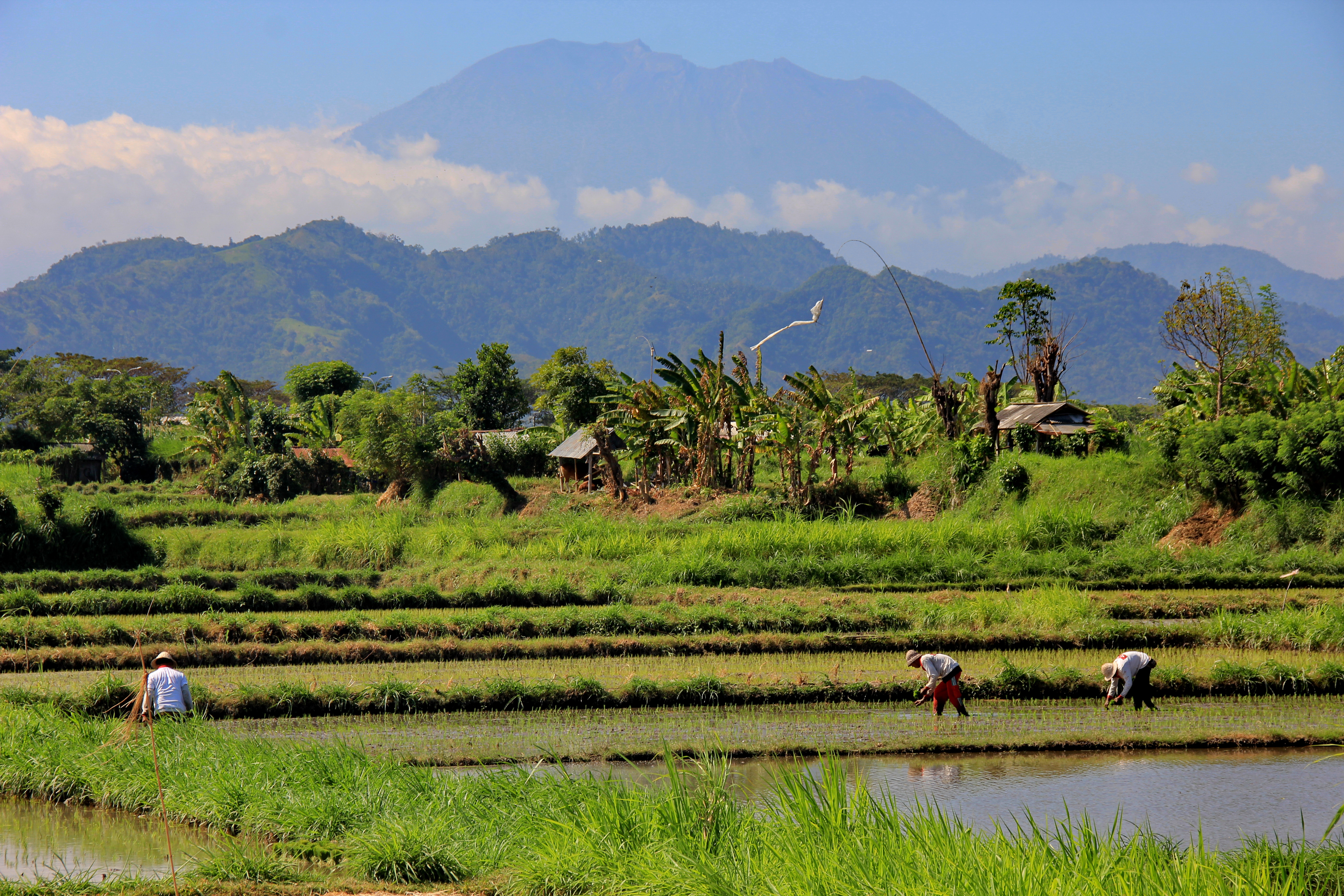 Land Freehold 9800 Sqm In Klungkung Klotok