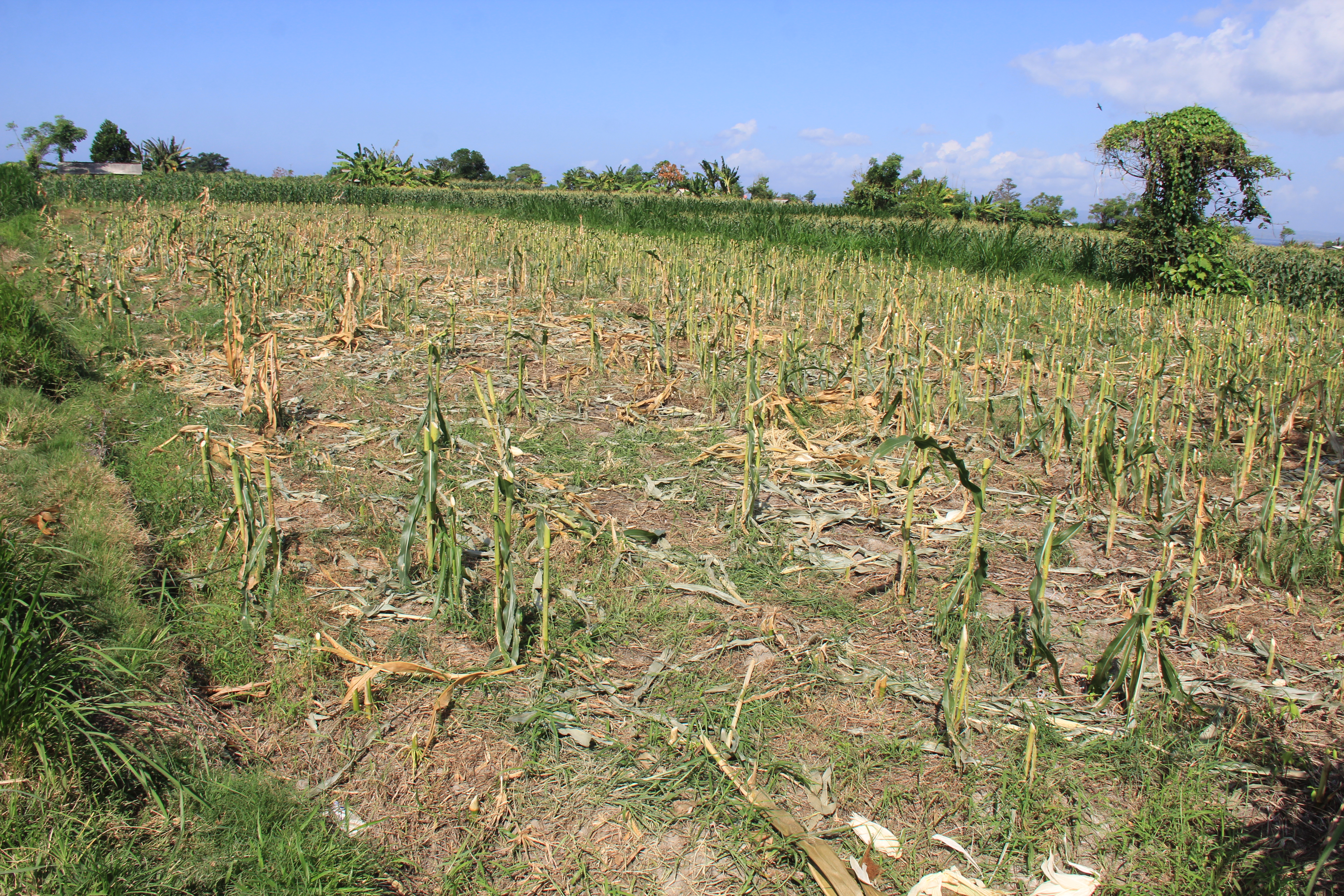 1400 Sqm Land Freehold In Klotok Klungkung