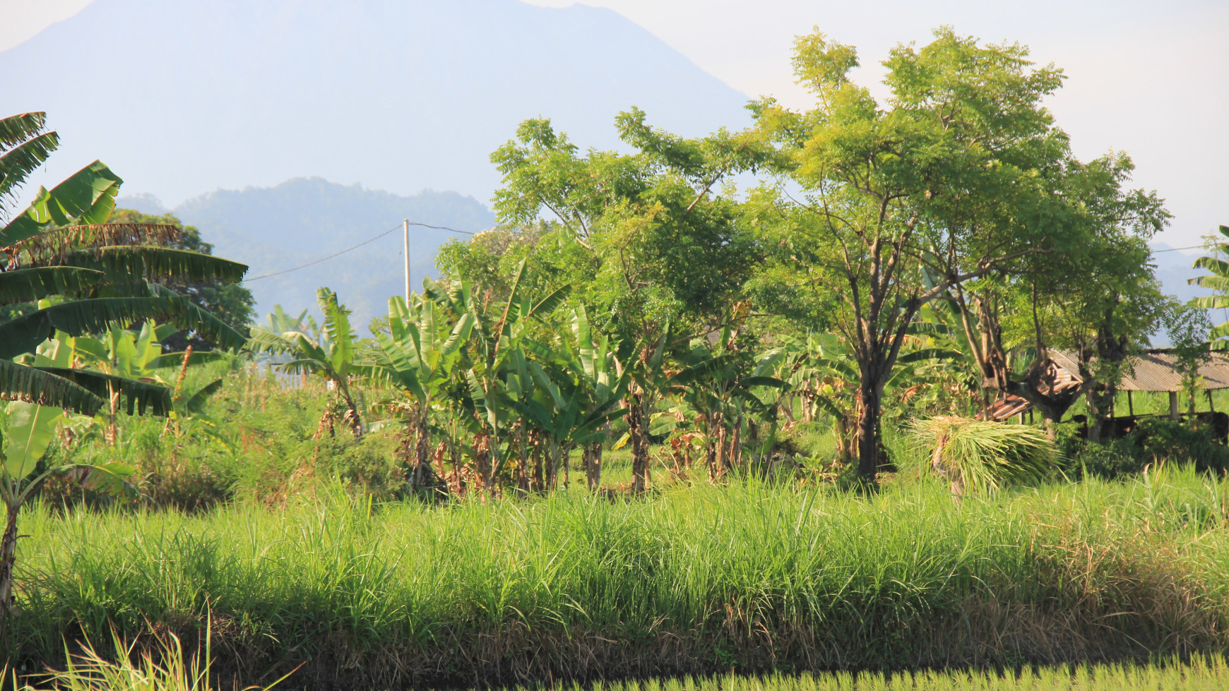 500 Sqm land Freehold In Keramas Gianyar