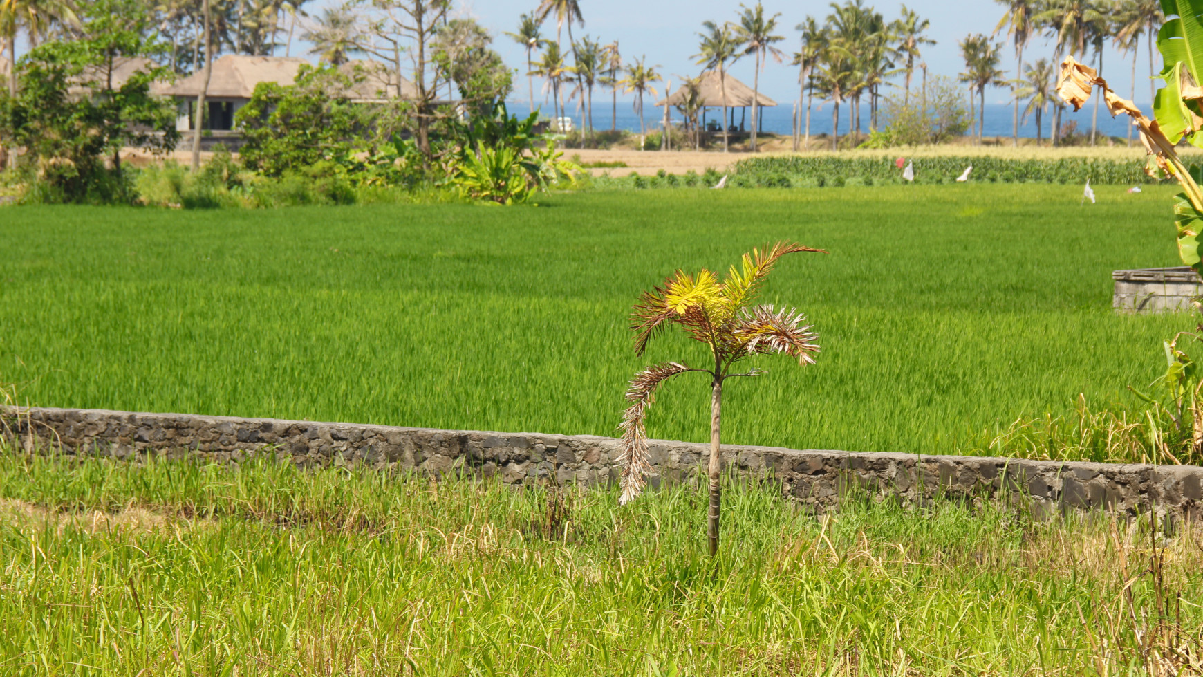 500 Sqm land Freehold In Keramas Gianyar