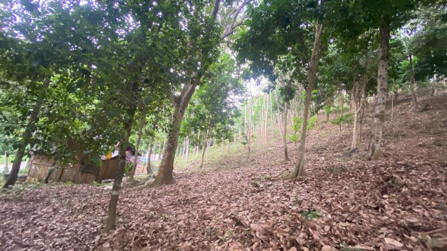 Dijual Cepat (BU) Tanah Kebun Pesawaran Lampung