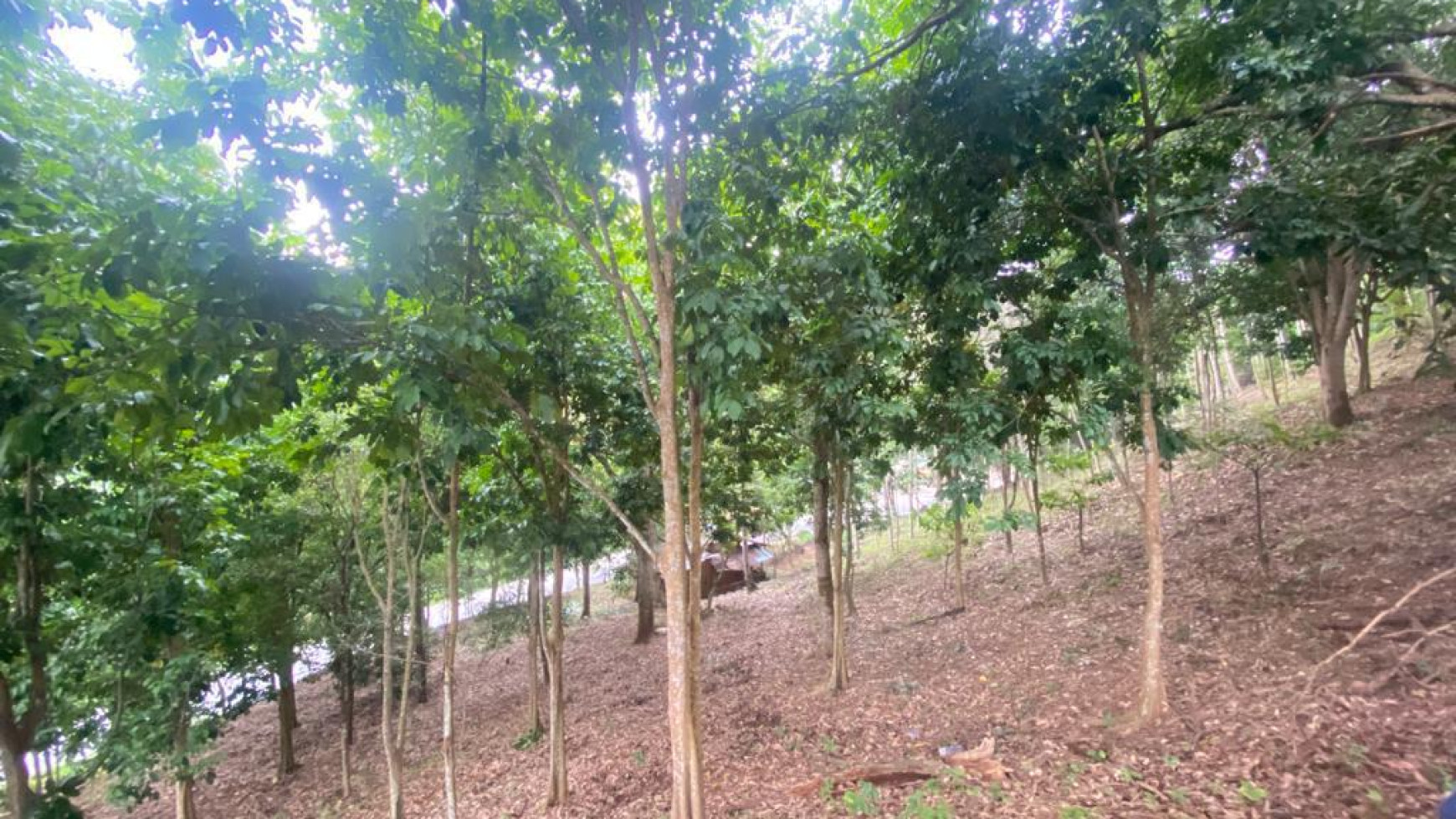 Dijual Cepat (BU) Tanah Kebun Pesawaran Lampung