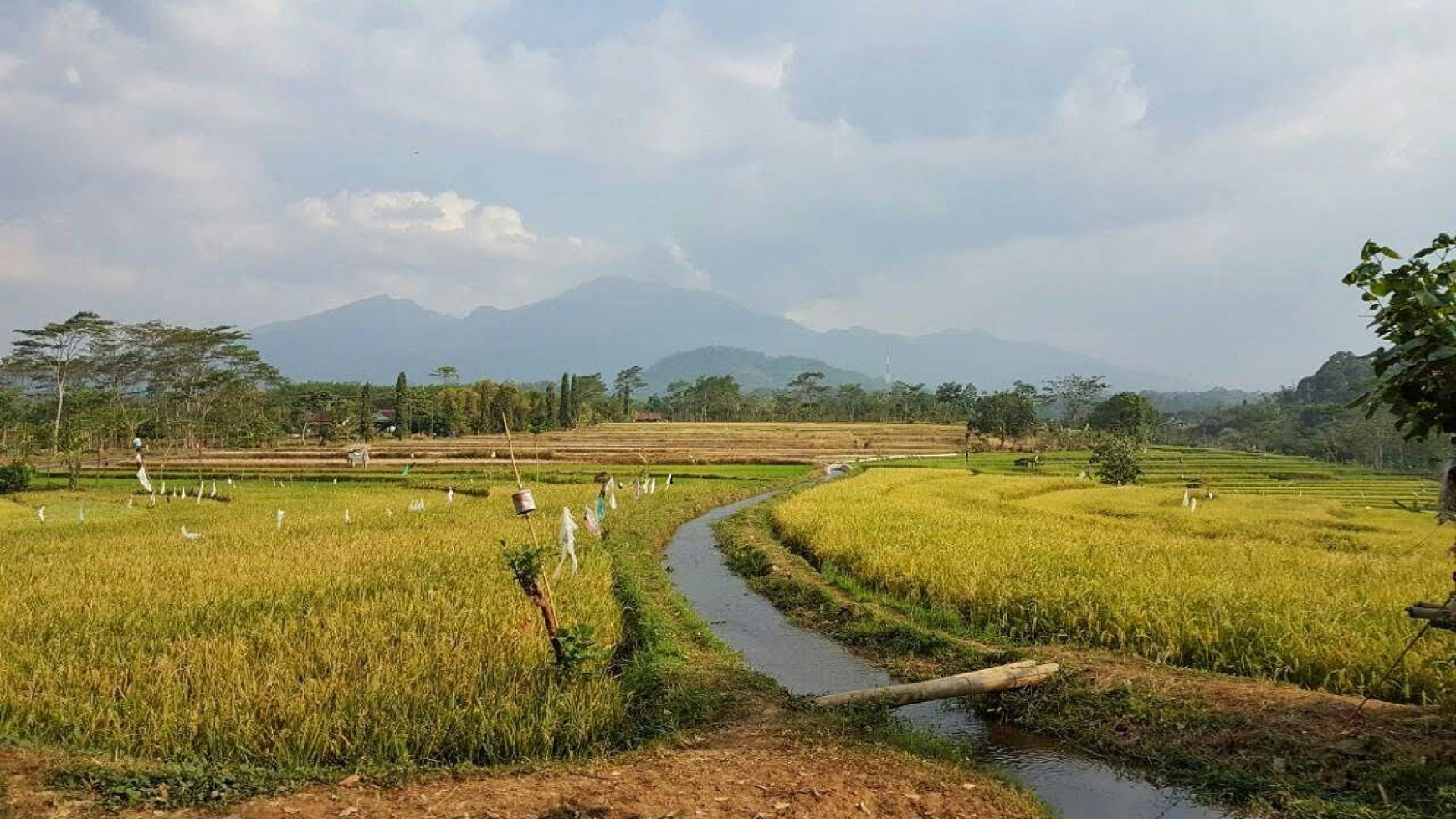 Tanah Gilisari Polaman Mijen, Semarang Luas 8.200m2