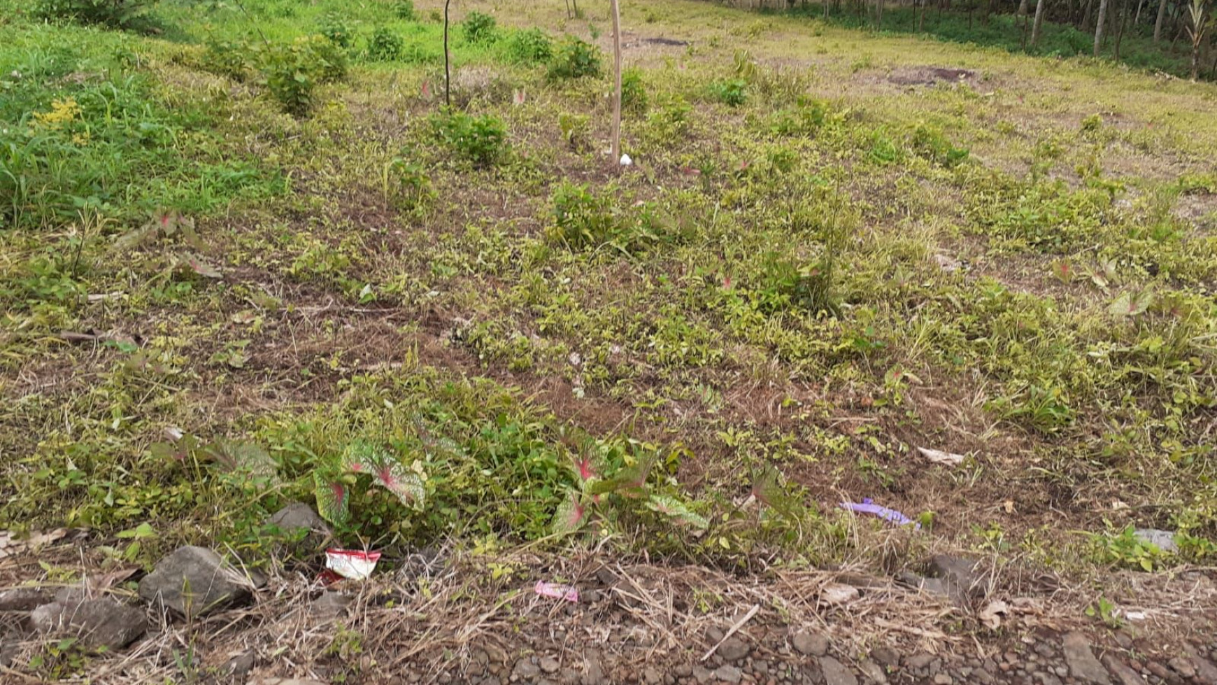 Dijual Kavling Tanah Subur dan Lahan Banyak Manfaat @Kp. Leuwi Bolang, Cikembar, Sukabumi