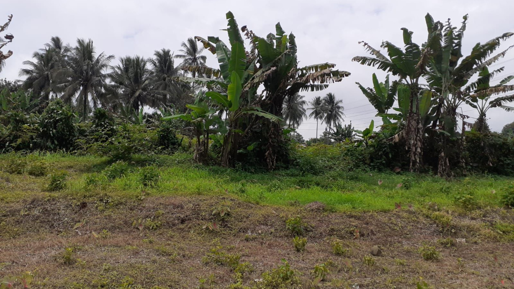 Dijual Kavling Tanah Subur dan Lahan Banyak Manfaat @Kp. Leuwi Bolang, Cikembar, Sukabumi