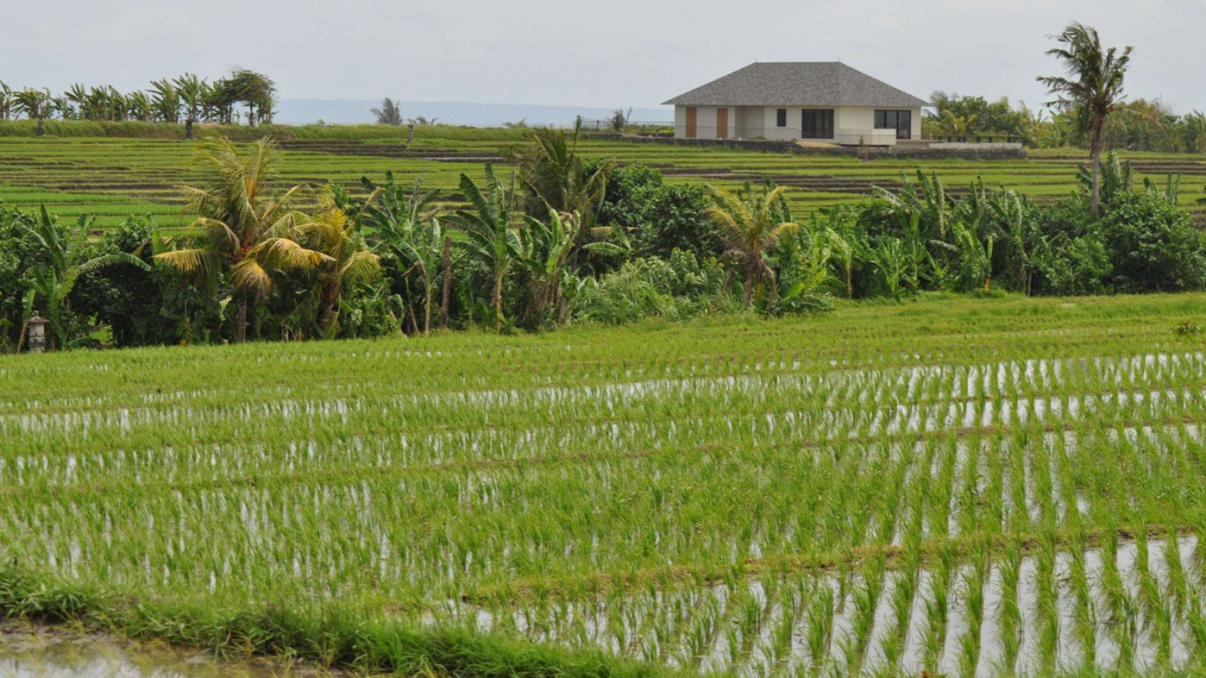 Land 4370 sqm Rice field View in Great Location Pasut Tabanan