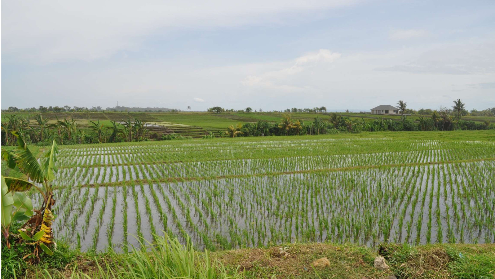 Land 4370 sqm Rice field View in Great Location Pasut Tabanan