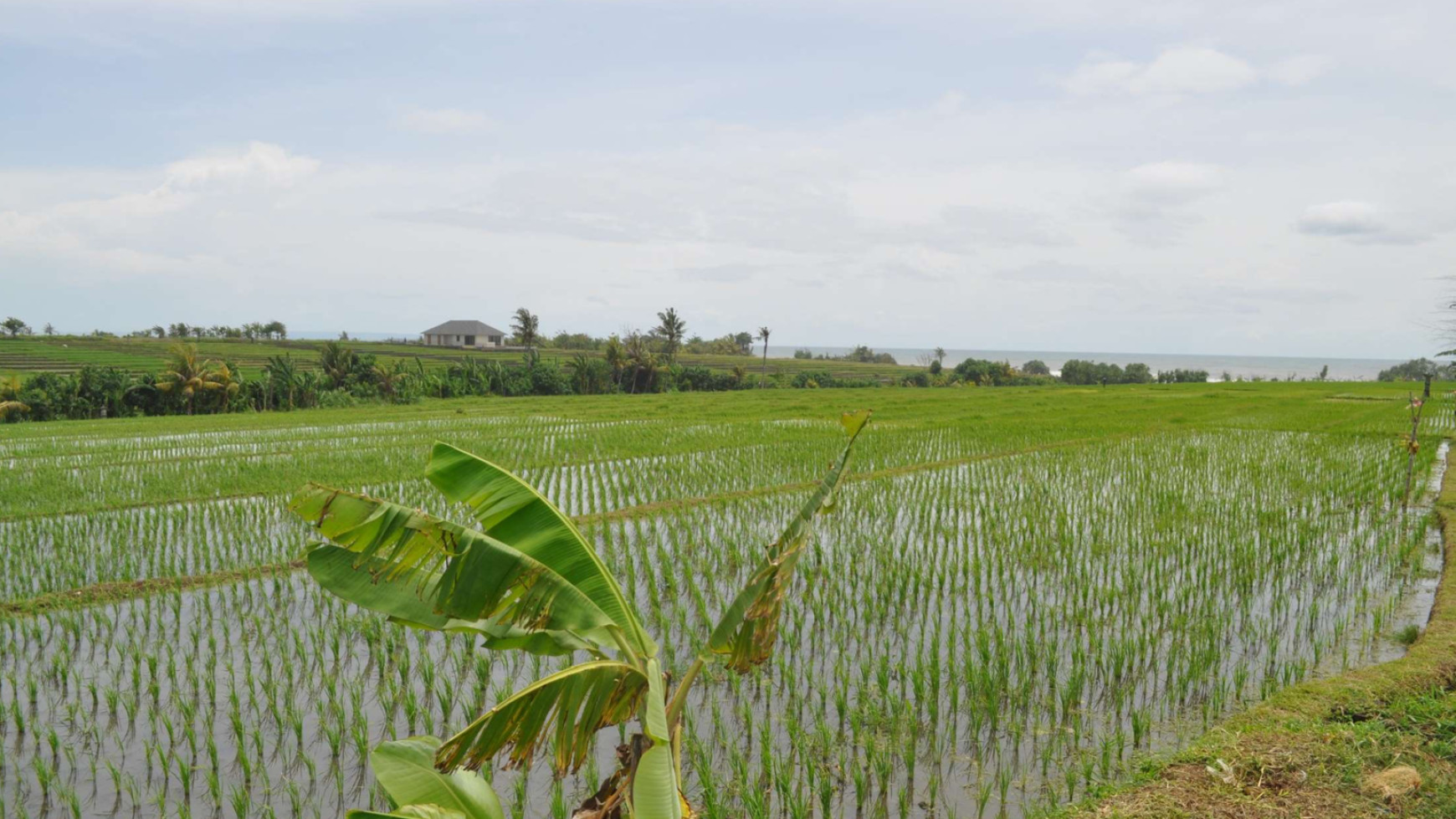 Land 4370 sqm Rice field View in Great Location Pasut Tabanan