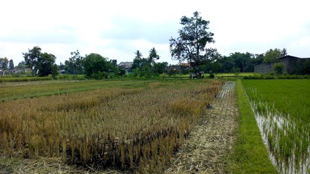 TANAH SAWAH 469 METER PERSEGI HANYA BEBERAPA METER DARI JL GODEAN KM 8