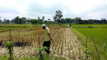 TANAH SAWAH 740 METER PERSEGI HANYA BEBERAPA METER DARI JL GODEAN KM 8