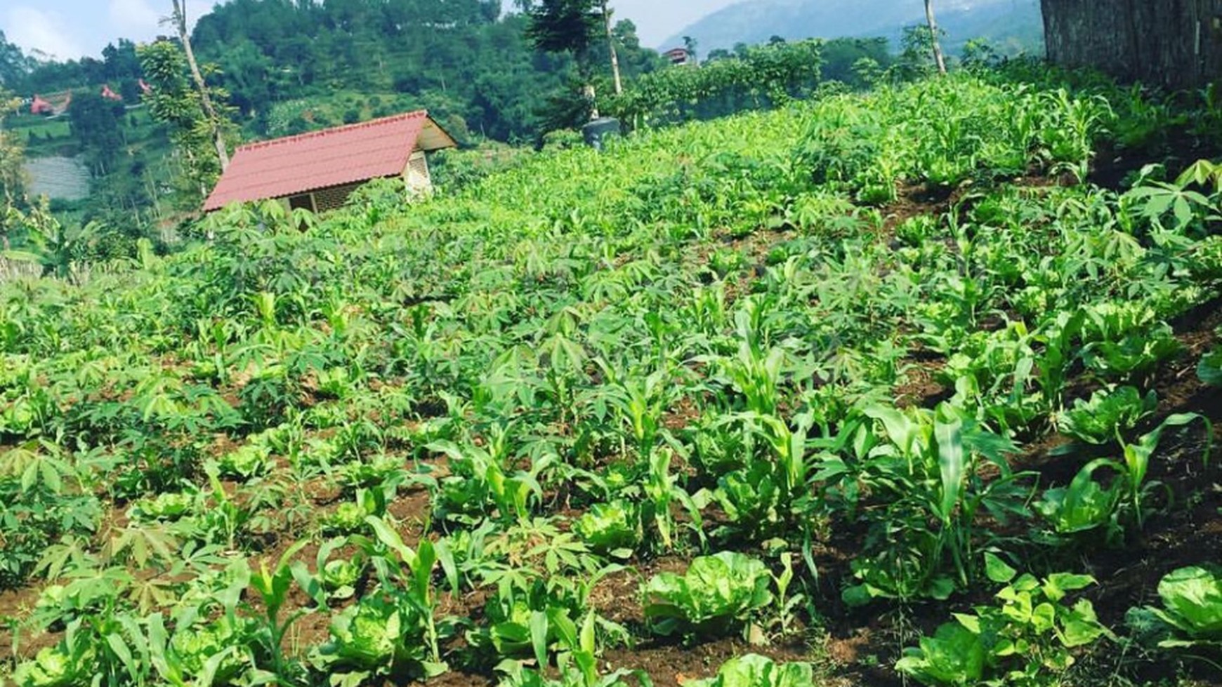 Tanah Kavling Cocok Untuk Perkebunan di Lembang Maribaya