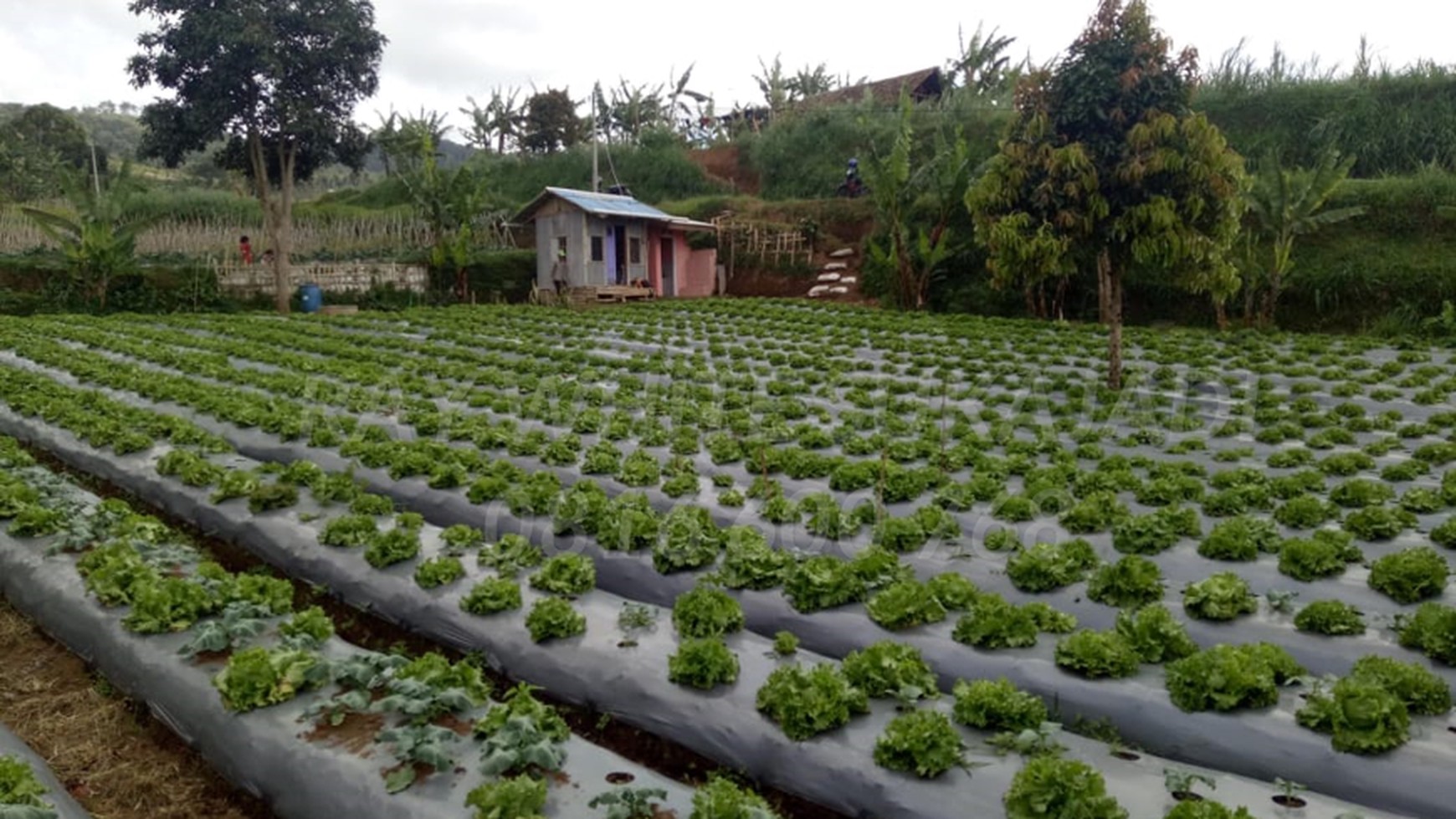 DIJUAL TANAH BARUNAGRI, KOL.MATSURI   Lokasi dekat Lembang Asri