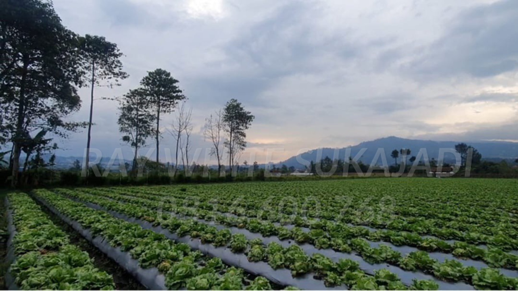 DIJUAL Tanah Kavling Cocok untuk investasi,Pertanian & cluster perumahan Lembang.