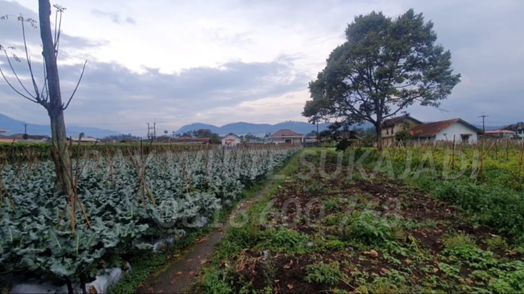 DIJUAL Tanah Kavling Cocok untuk investasi,Pertanian & cluster perumahan Lembang.