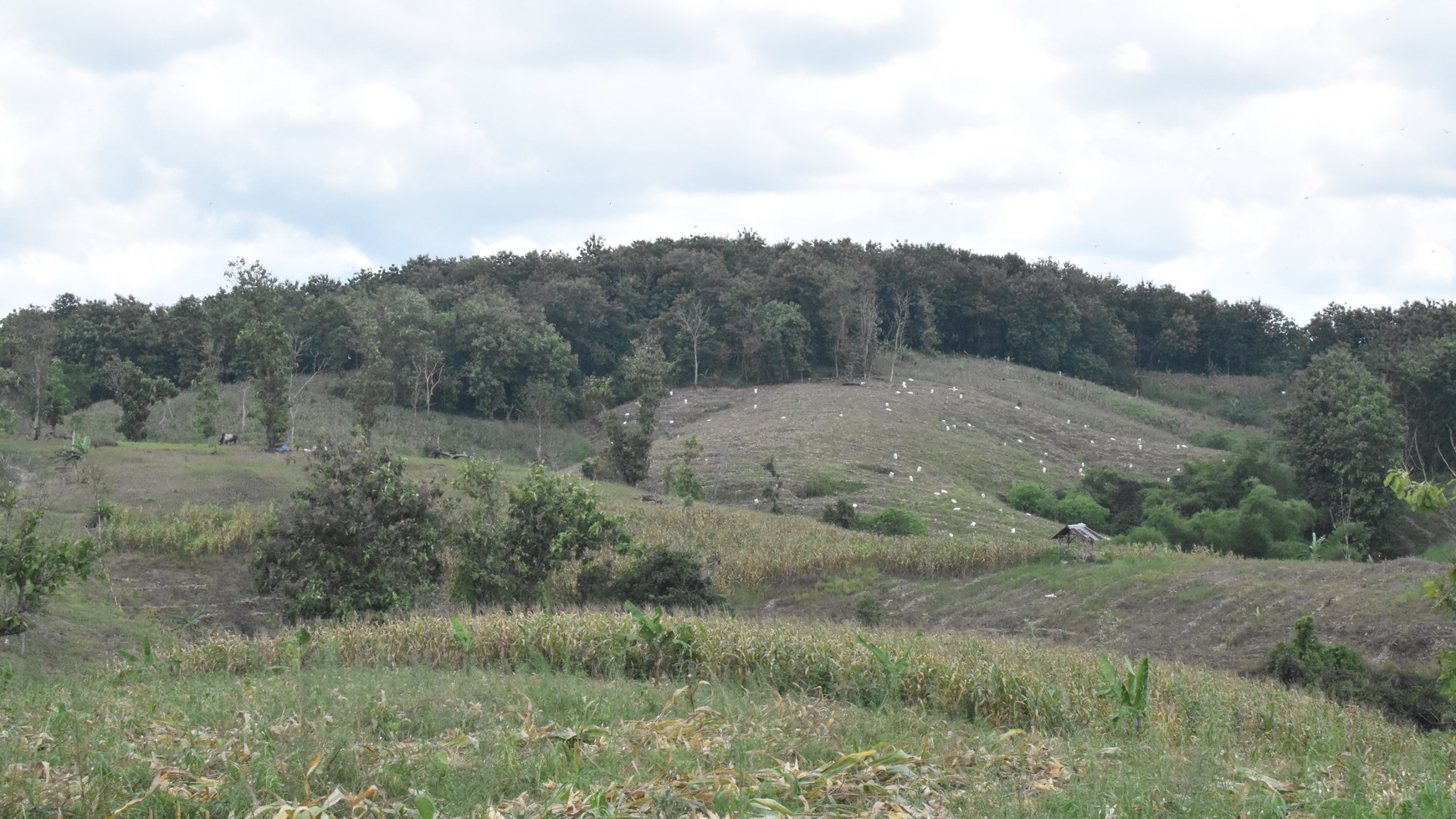 Tanah Kebun 71,7 Ha Cocok untuk Pabrik di Sidomulyo Lampung