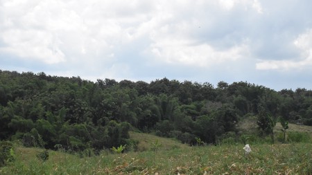 Tanah Kebun 71,7 Ha Cocok untuk Pabrik di Sidomulyo Lampung