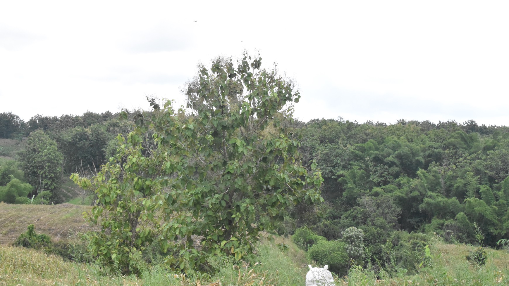 Tanah Kebun 71,7 Ha Cocok untuk Pabrik di Sidomulyo Lampung