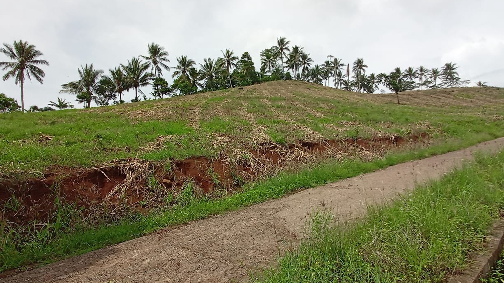 Tanah 8 Ha di Pinggir Jalan Bakauheni Lampung