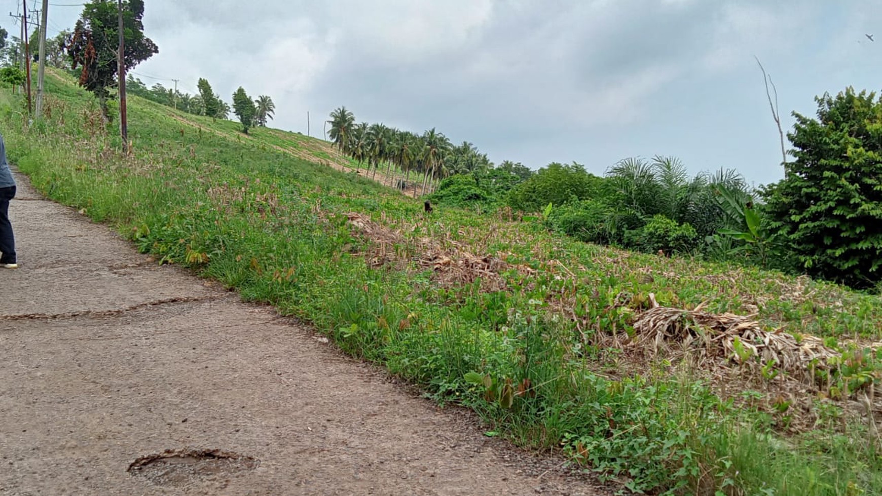 Tanah 8 Ha di Pinggir Jalan Bakauheni Lampung