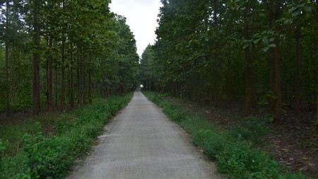 Kebun Jati Luas 76 Hektar dekat ke Tol di Natar