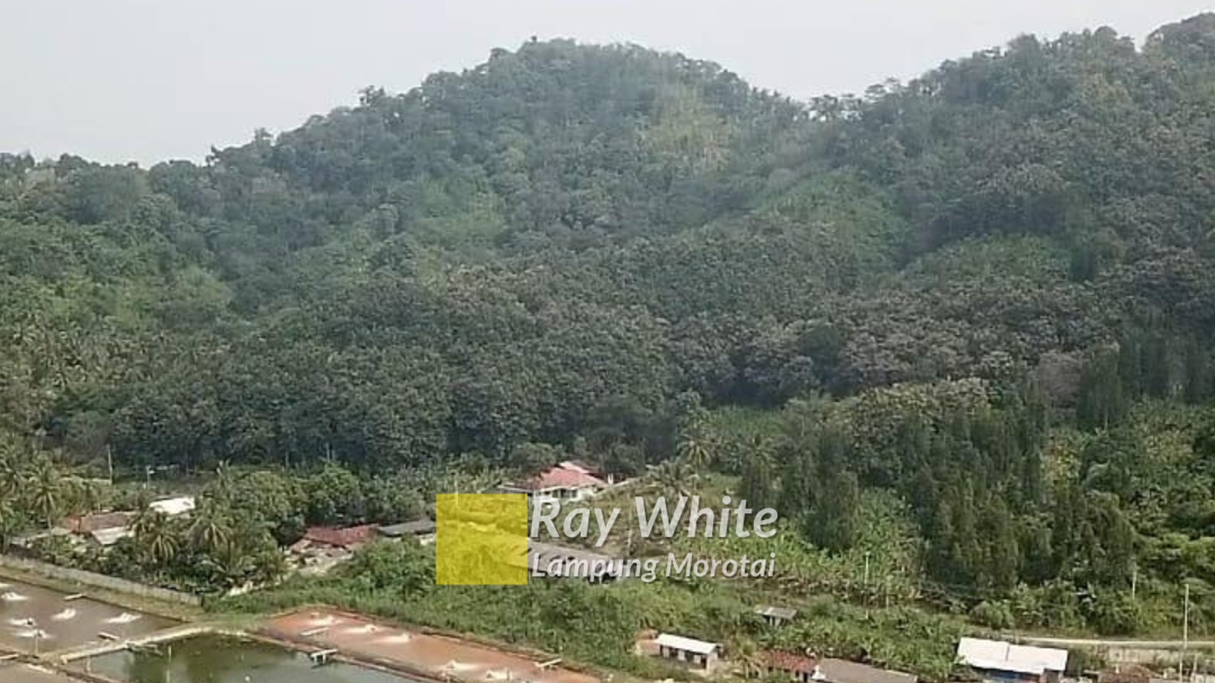 Tambak Seluas 59 Ha di Padang Cermin Pesawaran Lampung