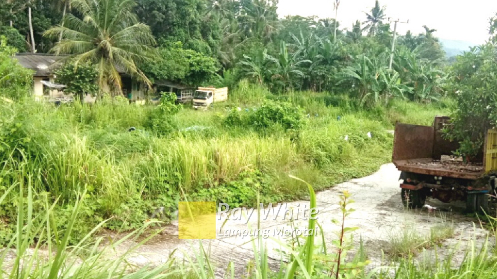 Tambak Seluas 59 Ha di Padang Cermin Pesawaran Lampung