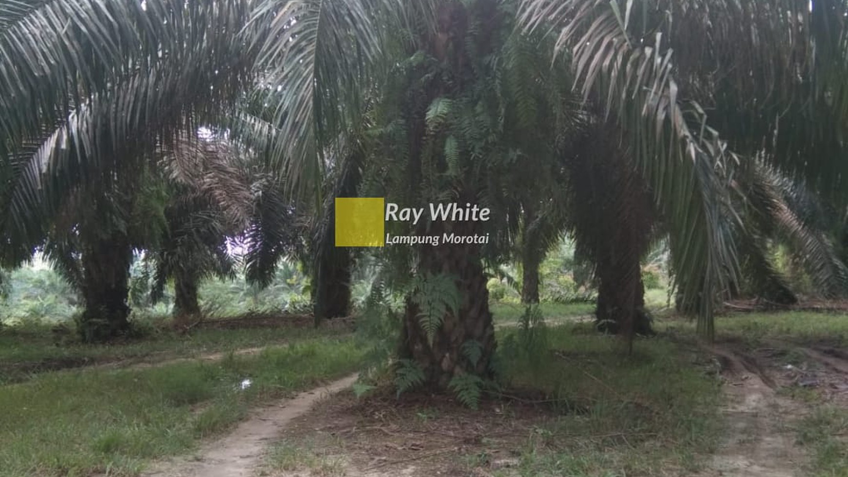 Kebun Sawit 100 Hektar di Way Kanan