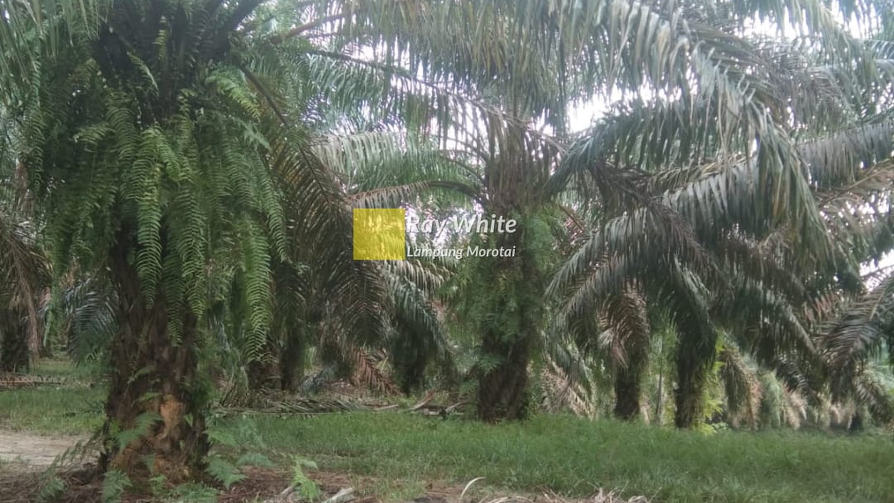 Kebun Sawit 100 Hektar di Way Kanan