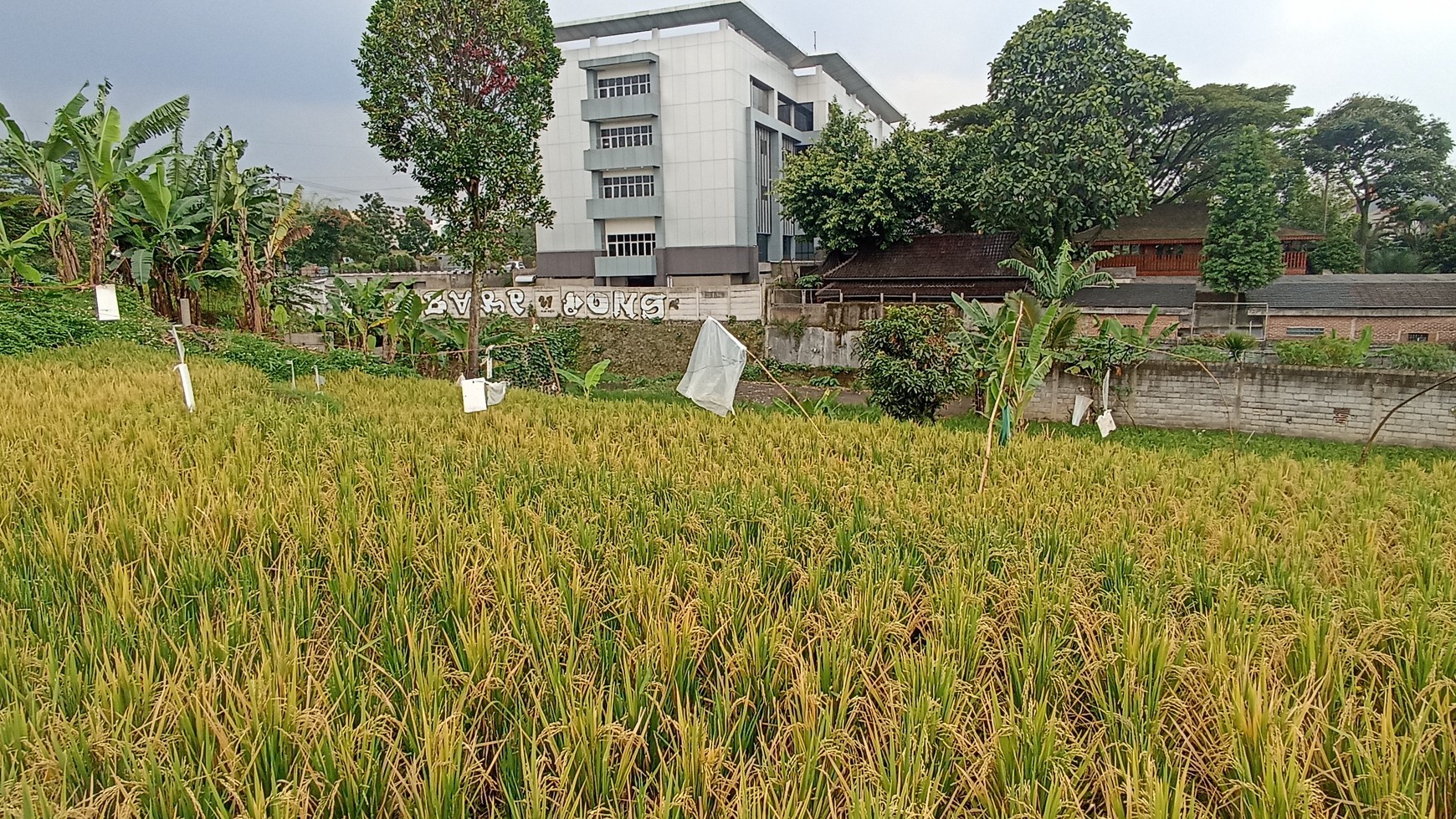 Kavling Siap Bangun di jl Aruman Pesantren