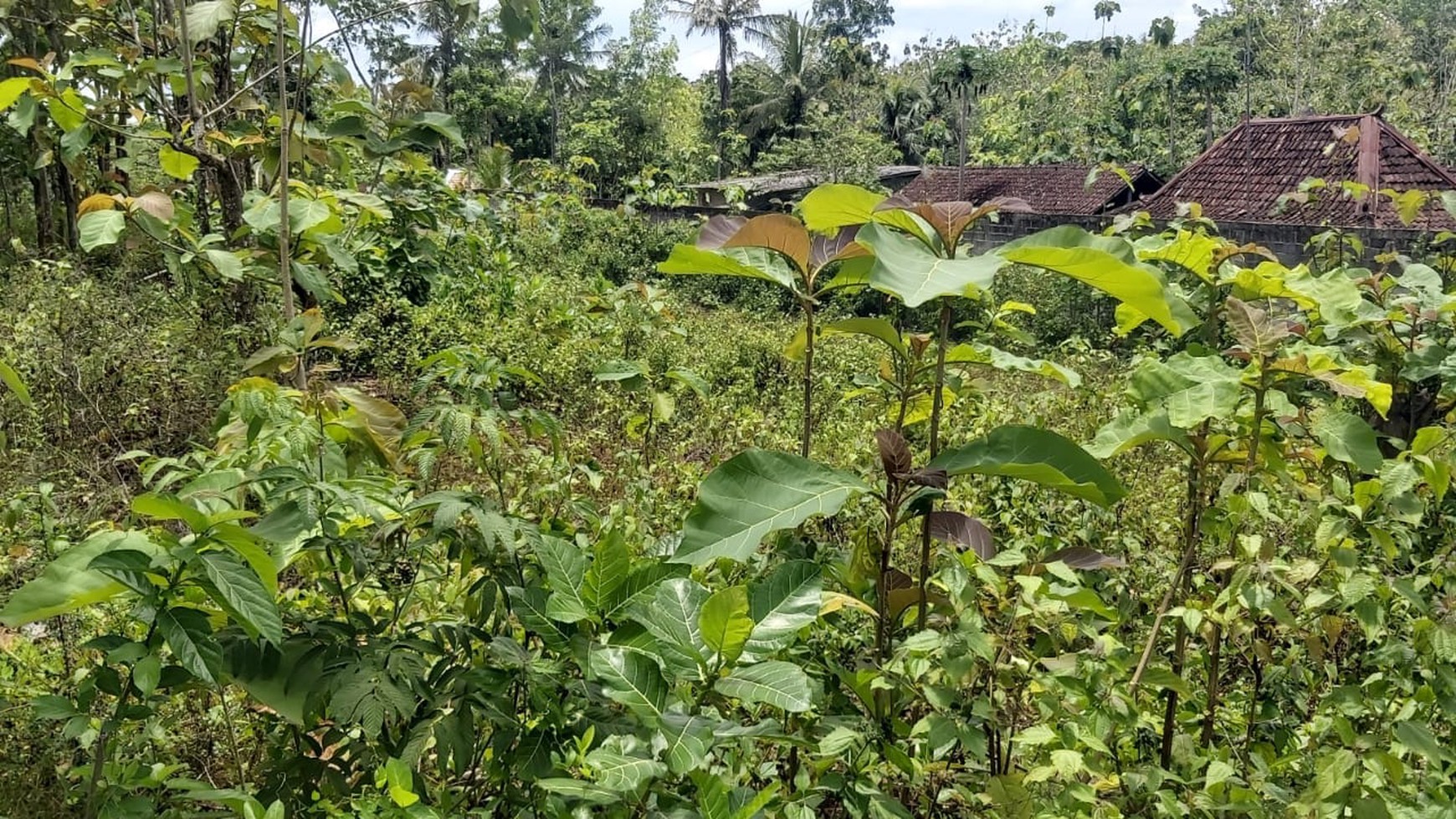 TANAH PEKARANGAN LUAS DI GUNUNG KIDUL YOGYAKARTA