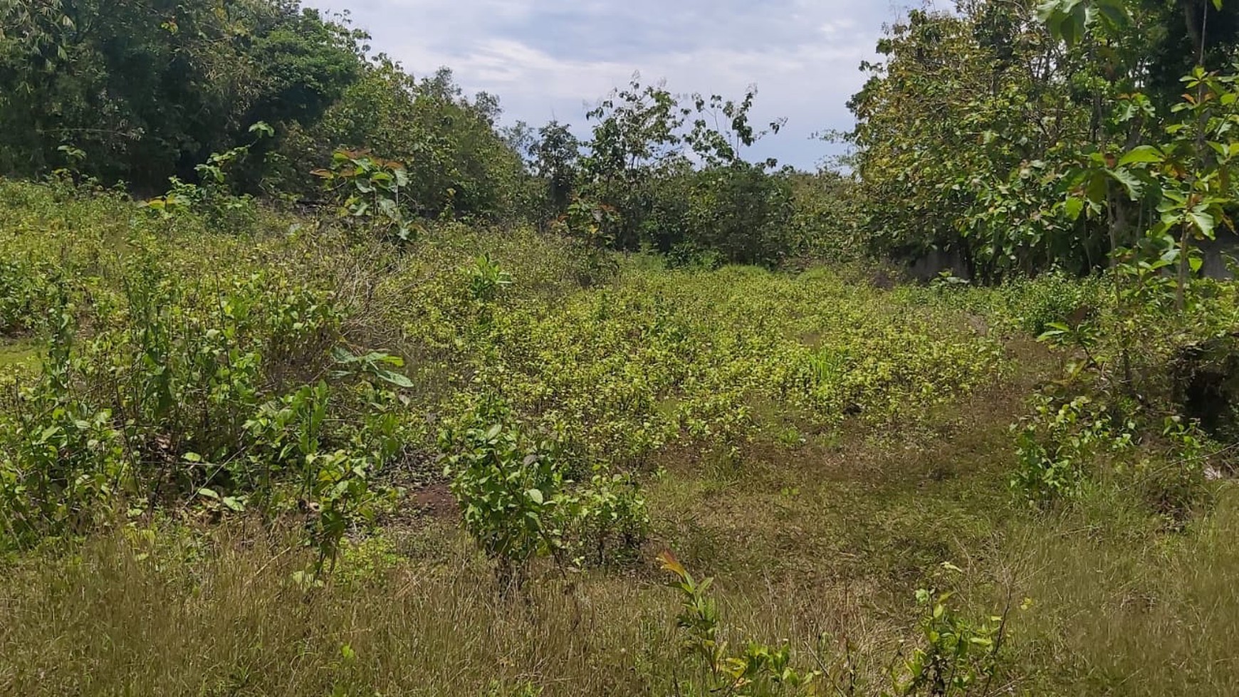 TANAH PEKARANGAN LUAS DI GUNUNG KIDUL YOGYAKARTA