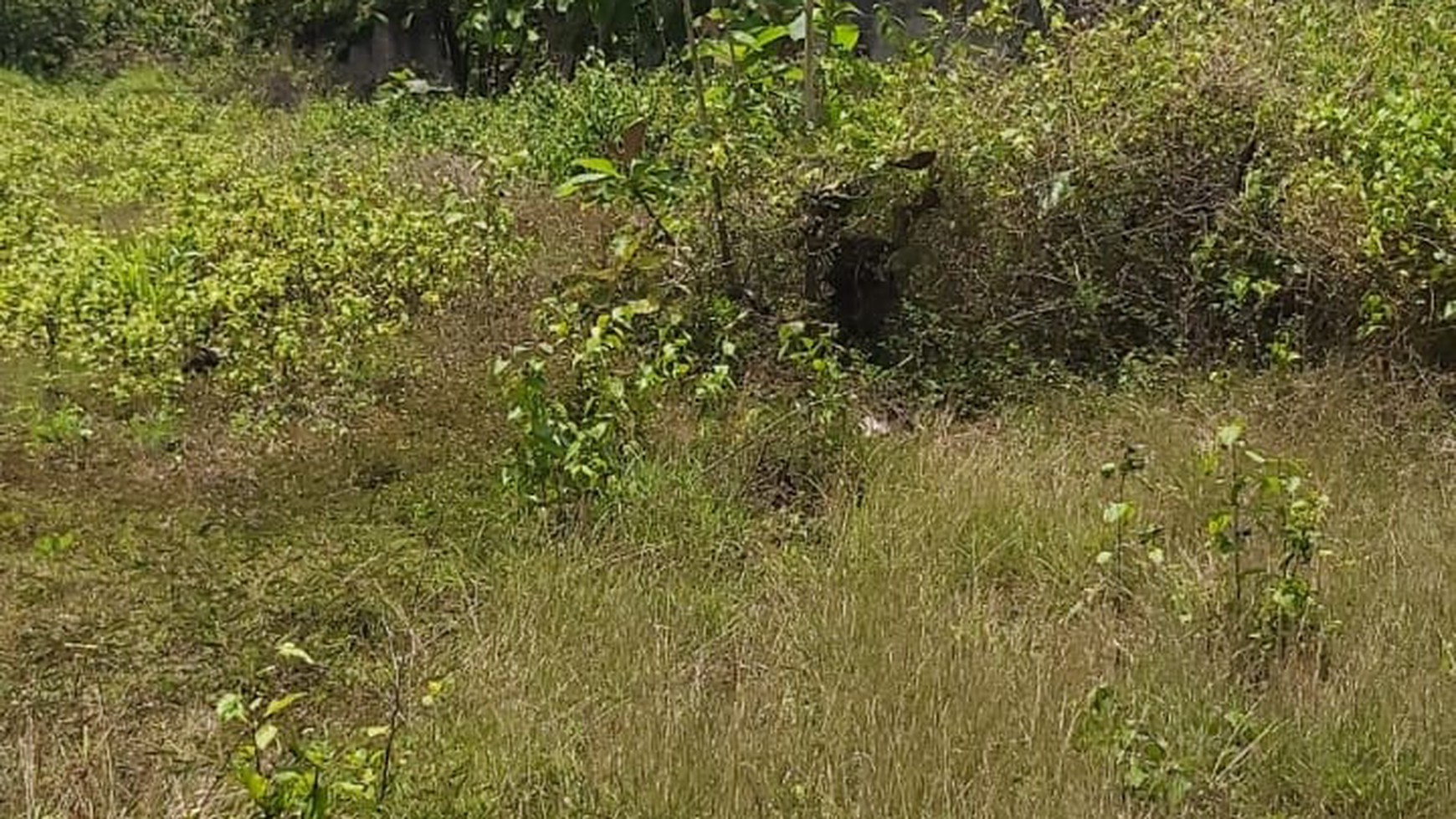 TANAH PEKARANGAN LUAS DI GUNUNG KIDUL YOGYAKARTA