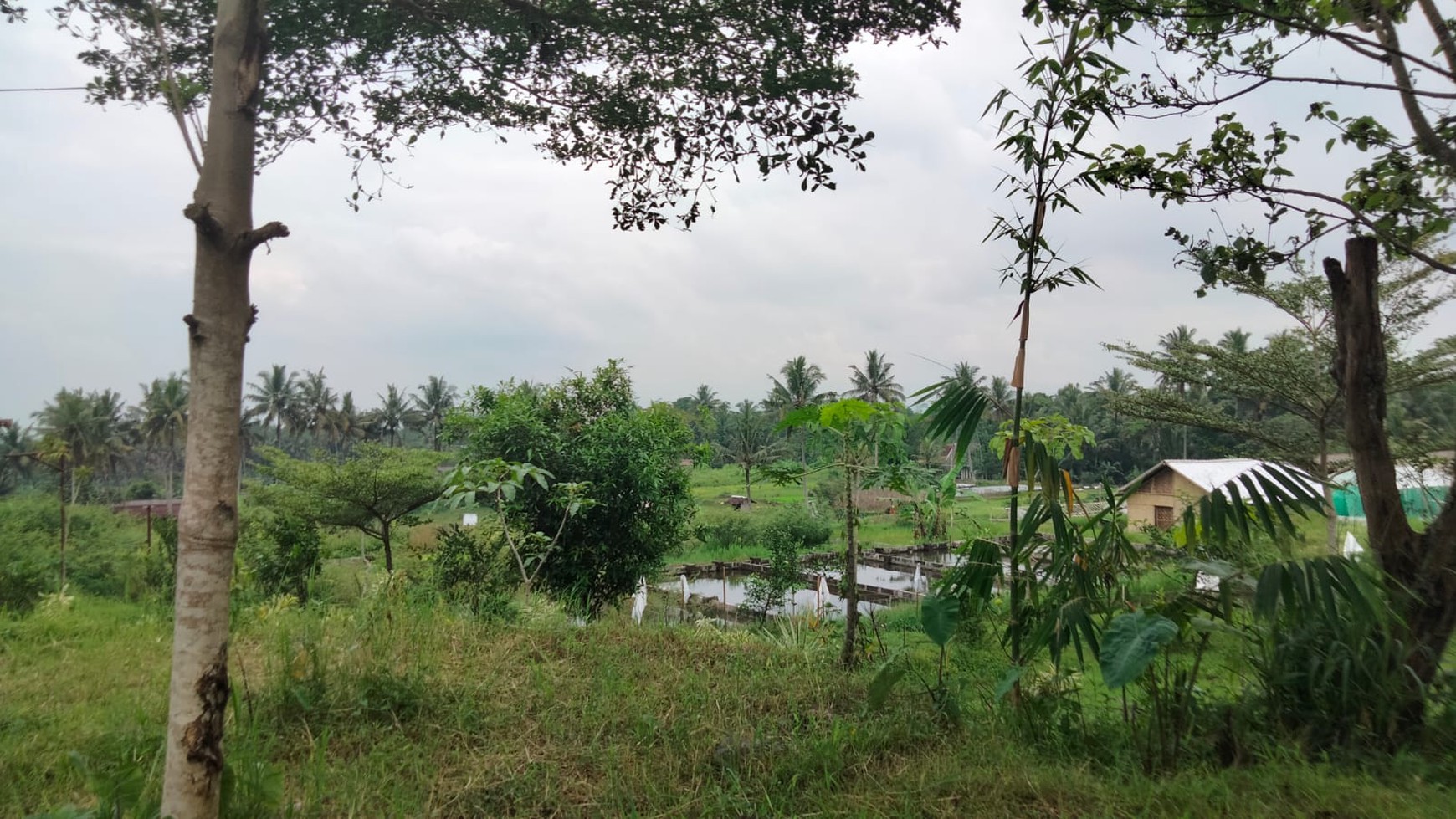 Butuh Lahan Untuk Villa/Homestay Cek Properti ini !!  View Sawah Di Jl Kaliurang Km 18