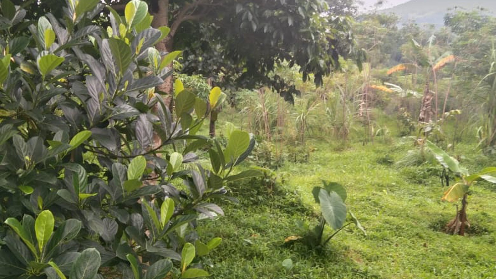 Tanah untuk Villa, Hotel dan Restoran di Bogor