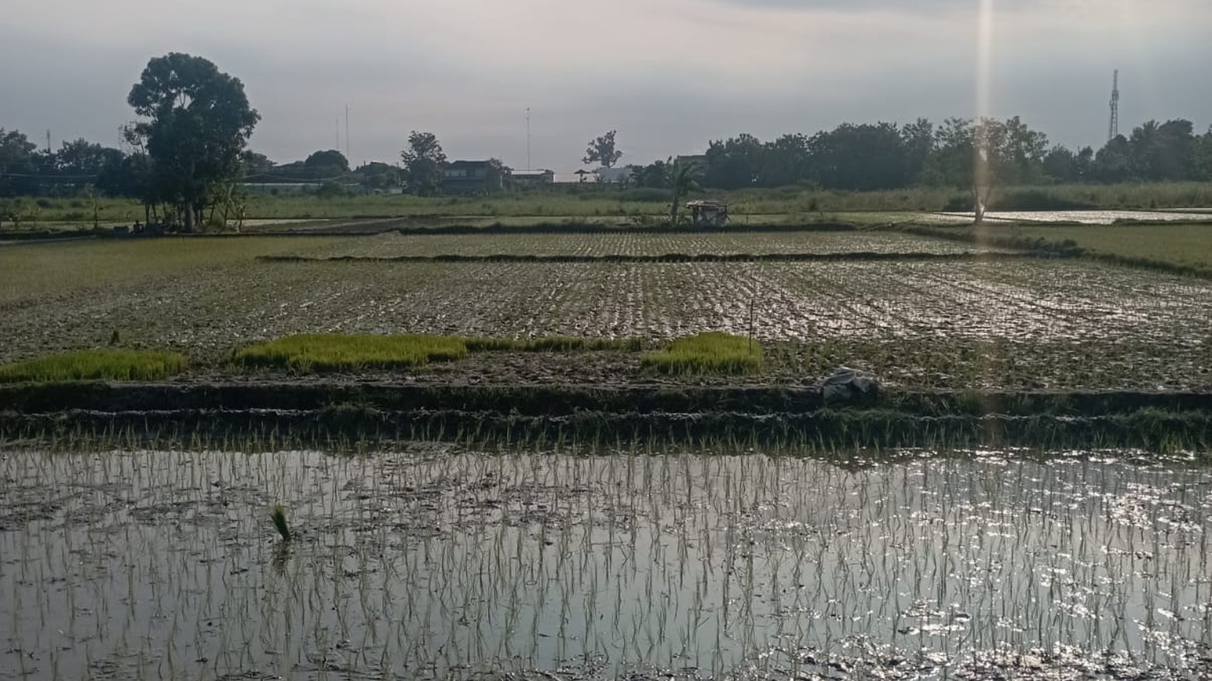 Tanah Sawah 1589 Meter Persegi Jl Samas Bantul