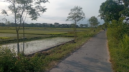 Tanah Sawah 1589 Meter Persegi Jl Samas Bantul