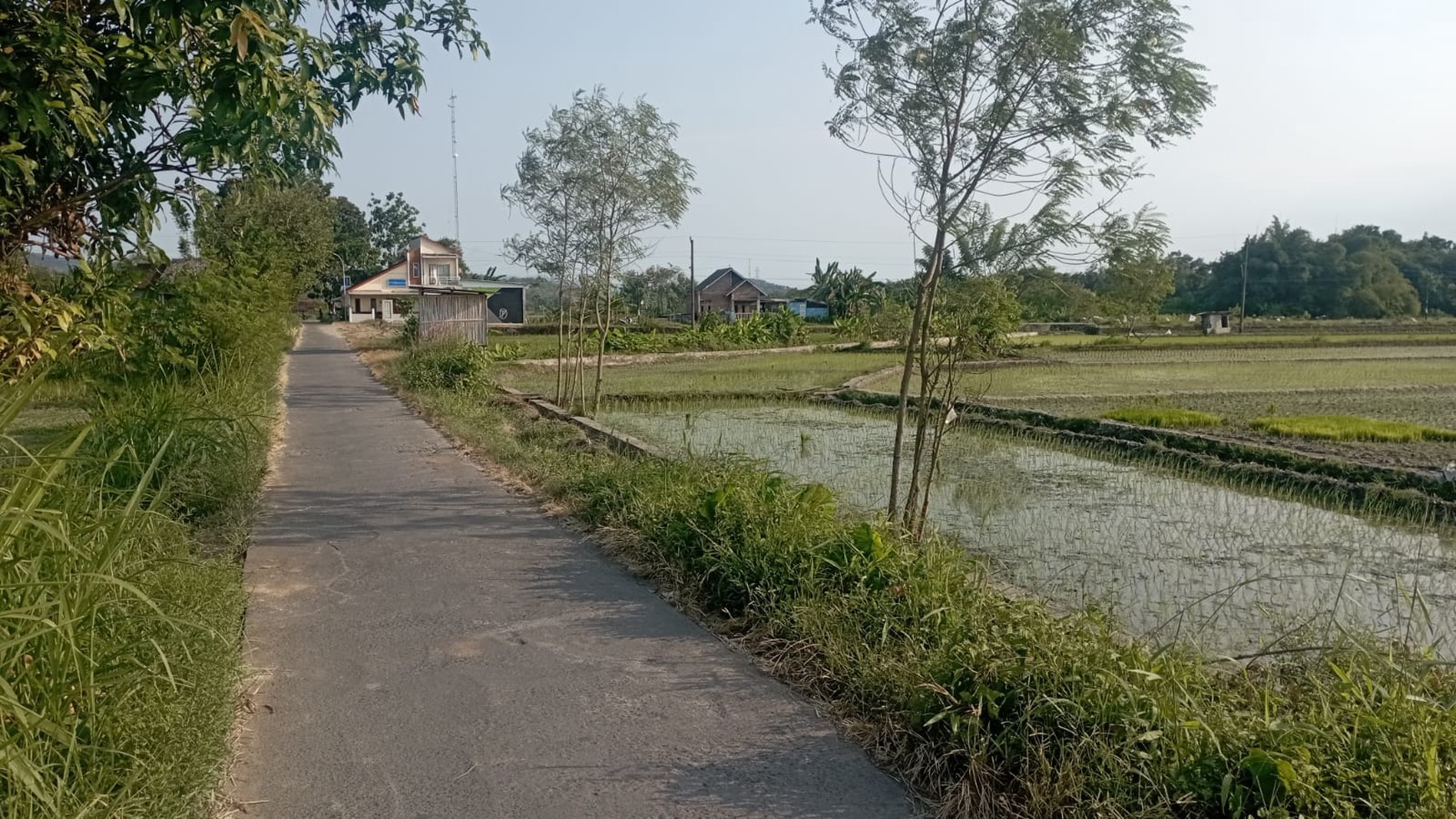 Tanah Sawah 1589 Meter Persegi Jl Samas Bantul