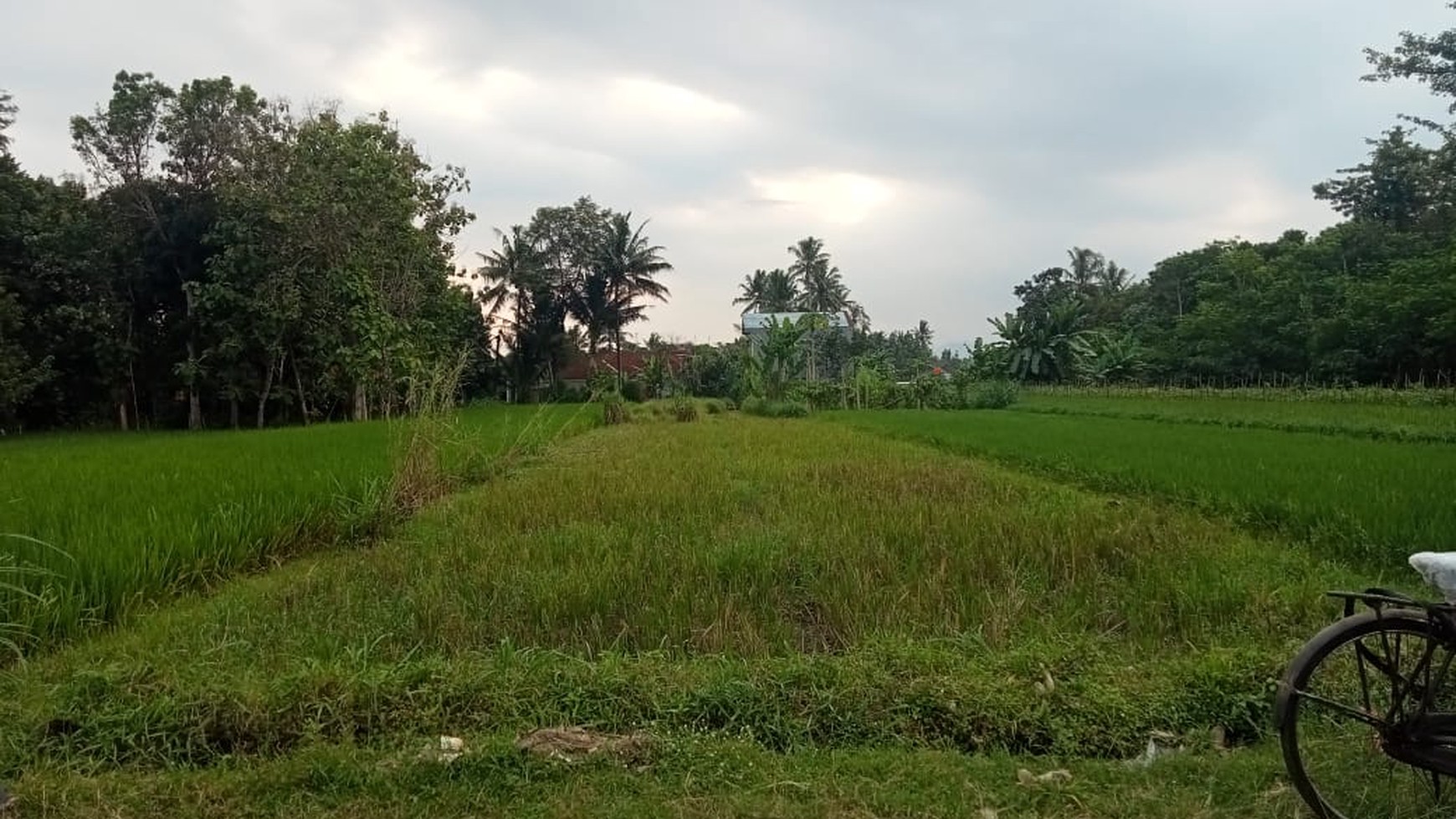 Tanah Sawah Seluas 978 Meter Persegi Di Dekat Jl Kebon Agung Sleman