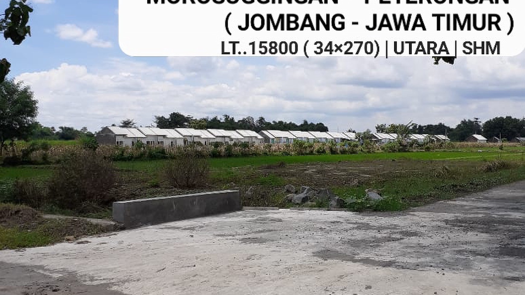 Dijual 1,5 Ha Tanah Kavling Morosuggingan - Peterongan- Jombang - Jawa Timur- Akses Jalan Aspal - SHM