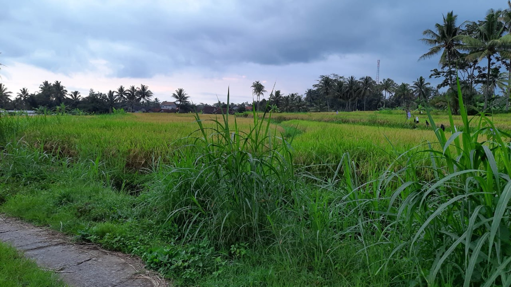 Tanah 9.622 Meter Persegi View Merapi Di Wukirsari Cangkringan Sleman