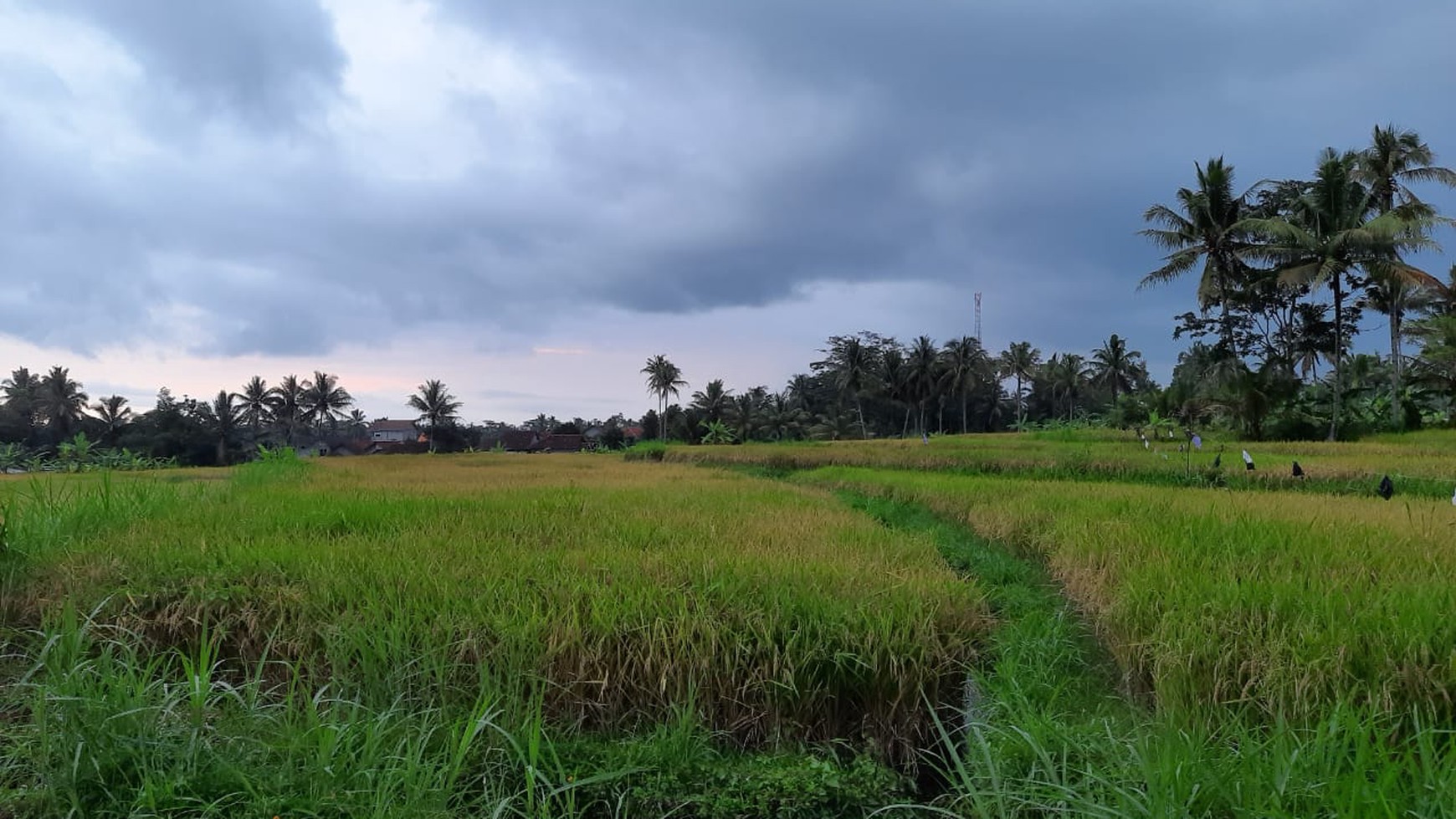 Tanah 9.622 Meter Persegi View Merapi Di Wukirsari Cangkringan Sleman